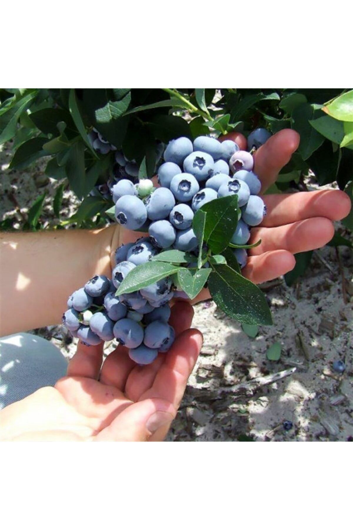 Floramut Meyveli Lipaka Blueberry Yaban Mersini Fidanı 50-60 Cm