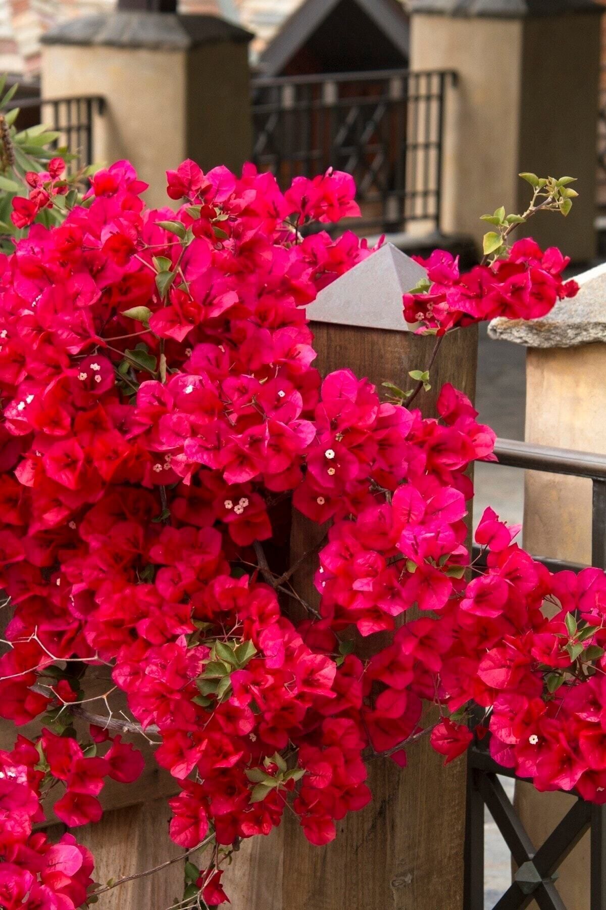 ÇİÇEKFLİX Kırmızı Begonvil Çiçeği 20-25cm Minik /şuan Çiçeksizdir