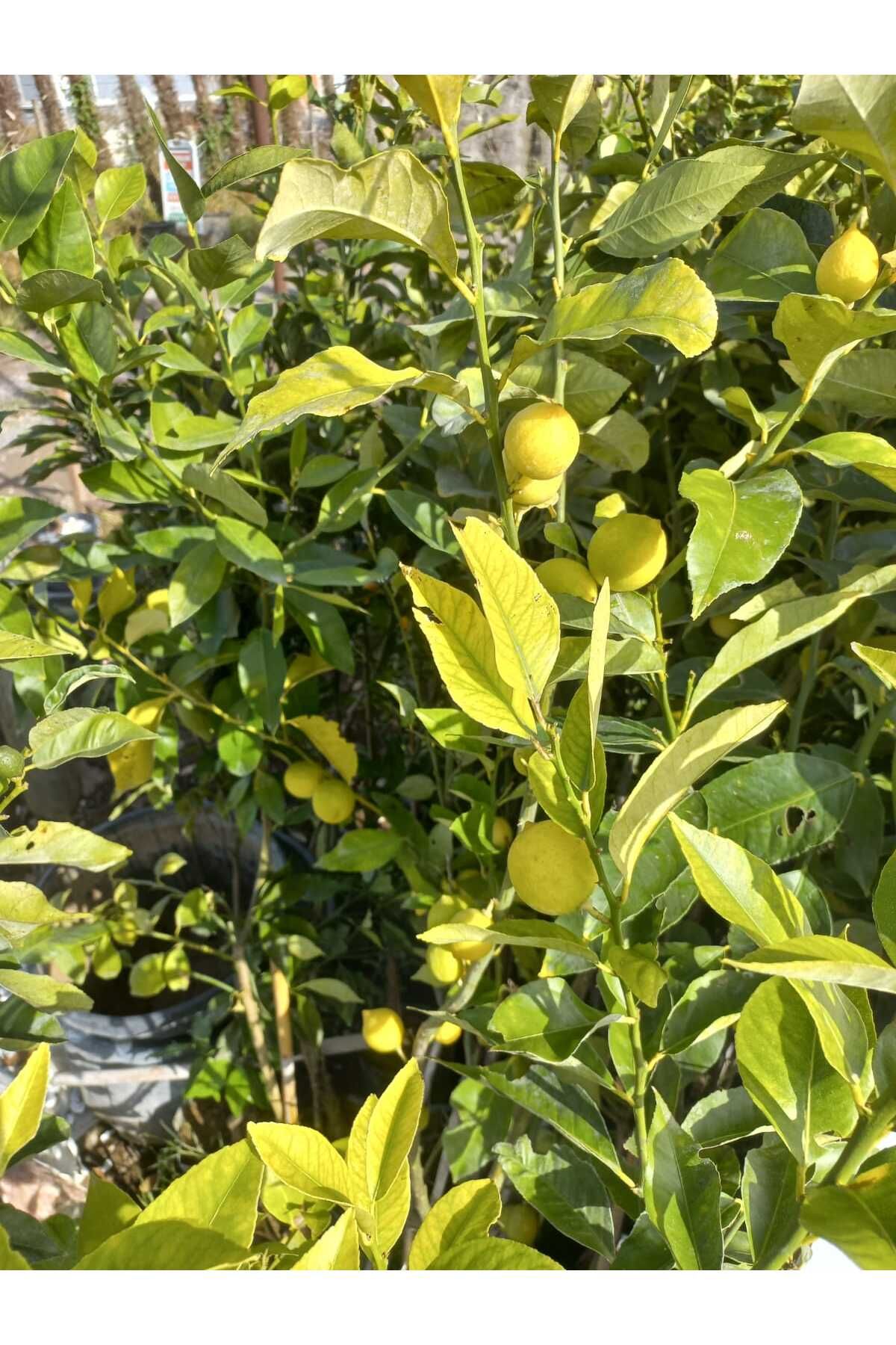 Smargat Yediveren Limon Ağacı Fidanı Mis Kokulu Limon Fidanı (150-180CM)