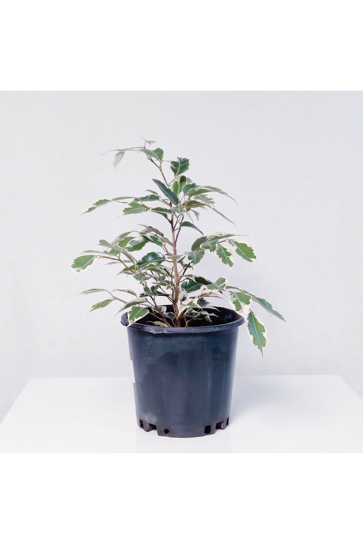 GARDENYAÇİÇEKÇİLİK Ficus Starlight - Alacalı  (25-40 cm )