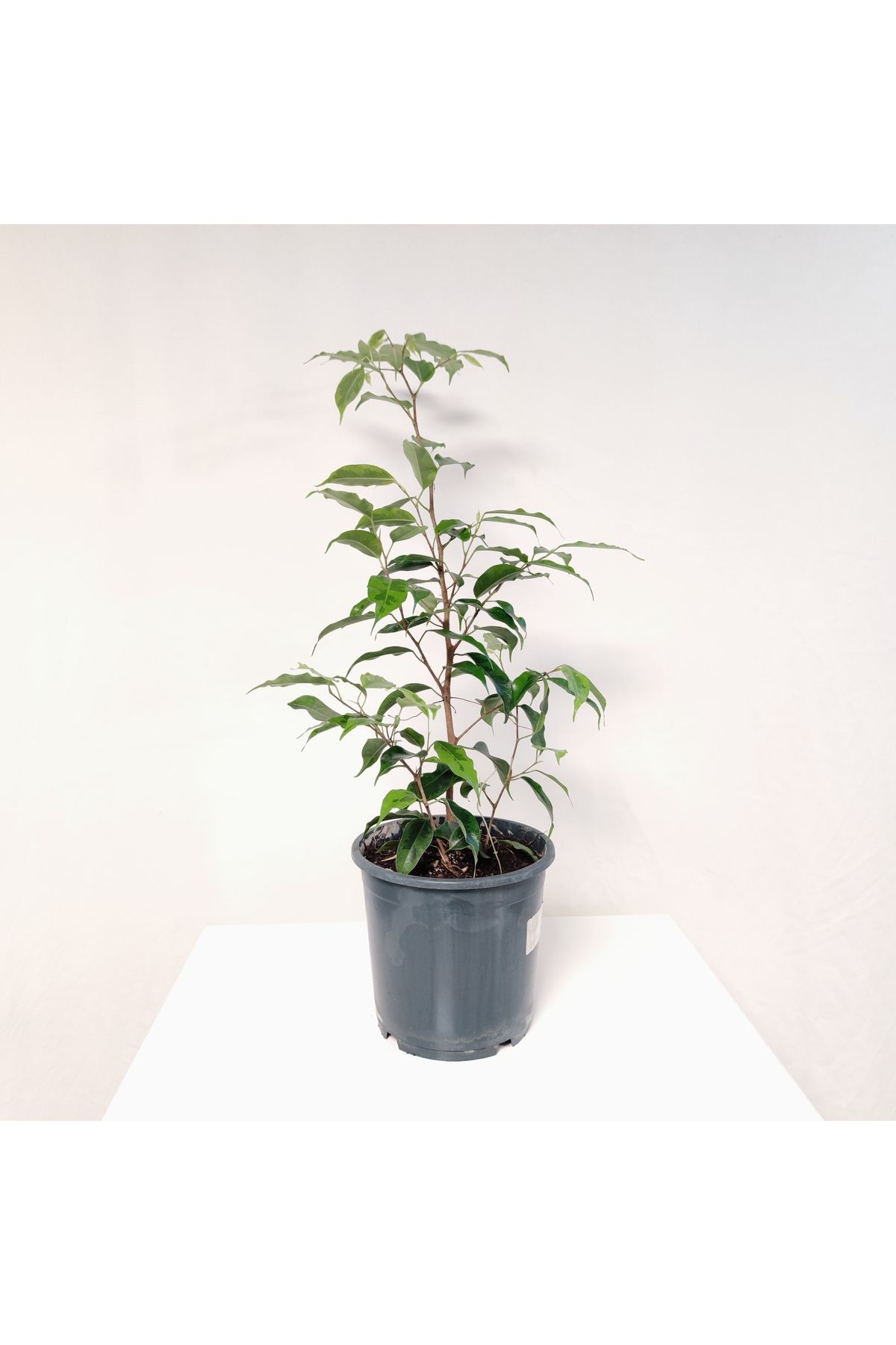 GARDENYAÇİÇEKÇİLİK Ficus Benjamin Yeşil Yaprak ( 30- 50 cm )