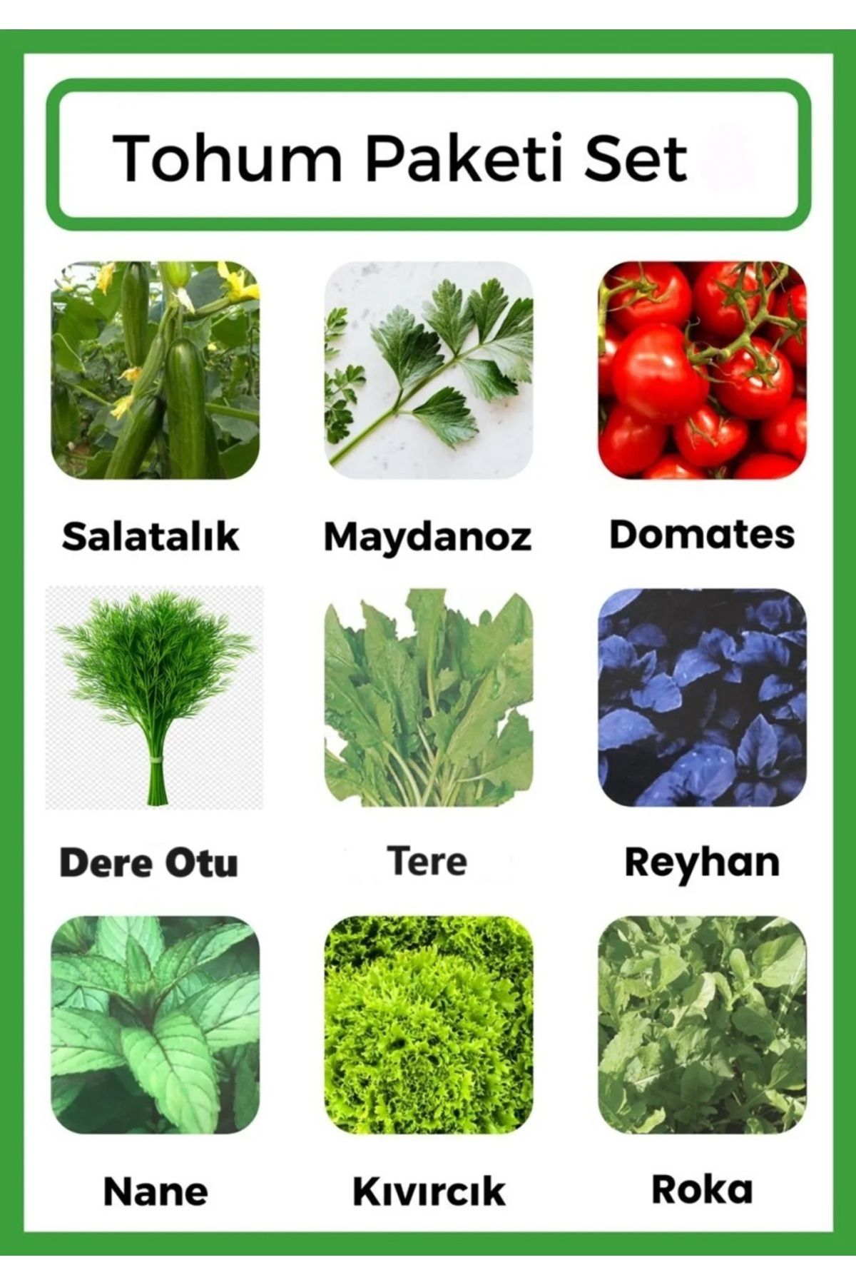 Ziraat Evim Yeşillik Seti Salatalık-Maydanoz-Domates-Dere Otu-Tere-Reyhan-Nane-Kıvırcık-Roka Tohumu 2000Adet