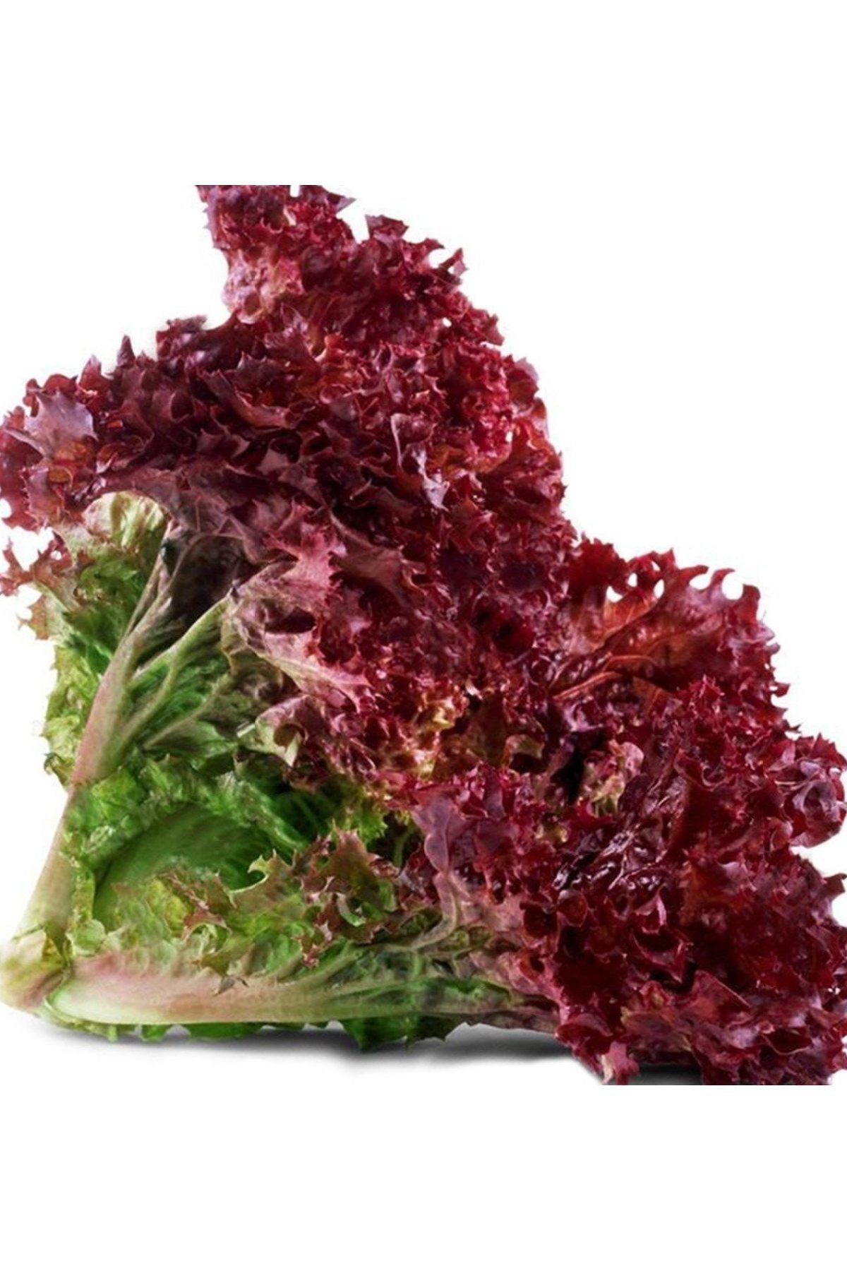 AGRODAL TARIM Ata Tohumu Yerli Doğal Salata Kırmızı Kıvırcık Marul 1000 Adet Sebze Tohumu