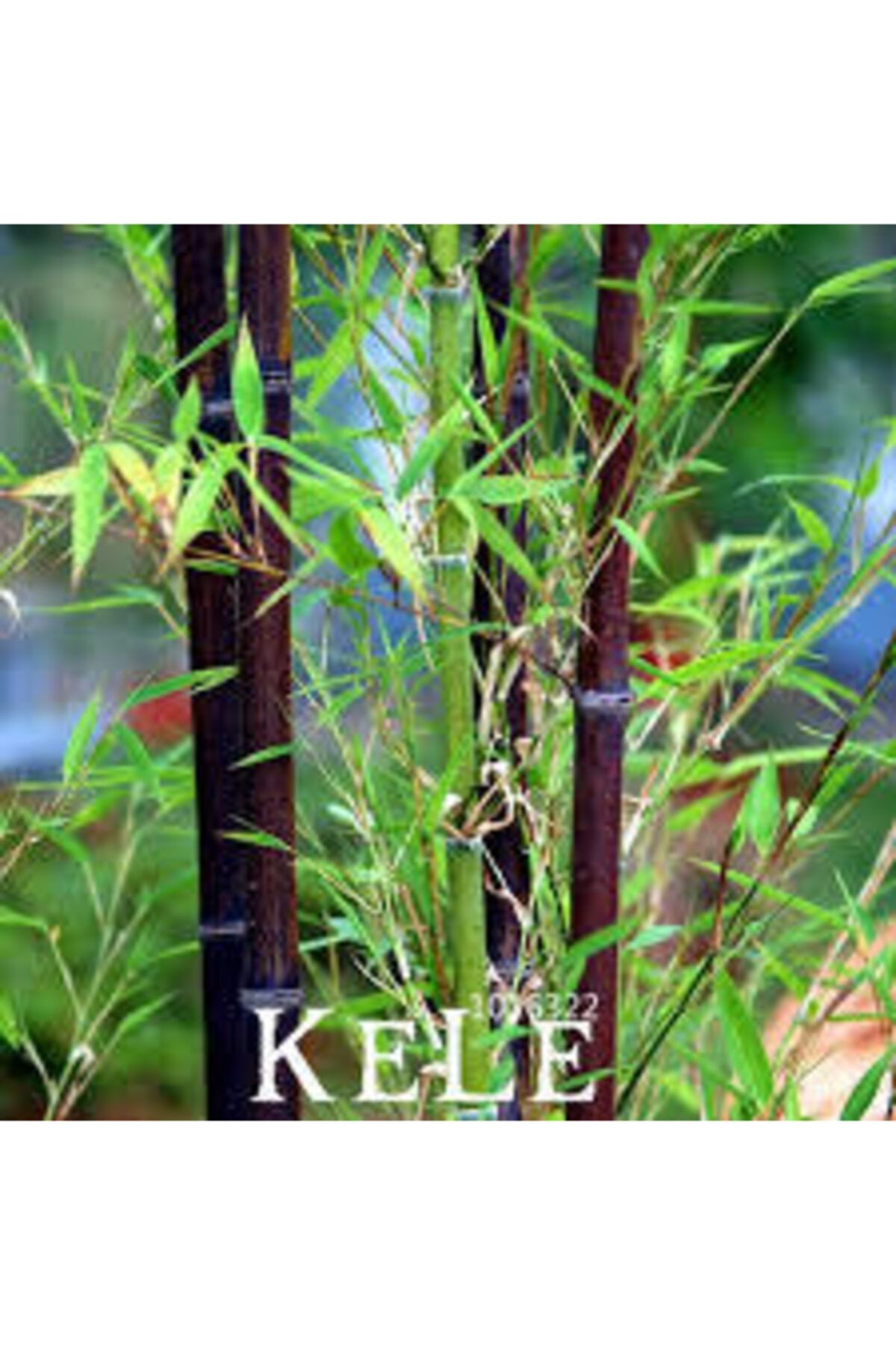 ata tohumculuk 5 Adet Siyah Bambu Ağaç Tohumu Orjinal Moso Bambu Tohumu Sürpriz Hediye Sebze Tohumu