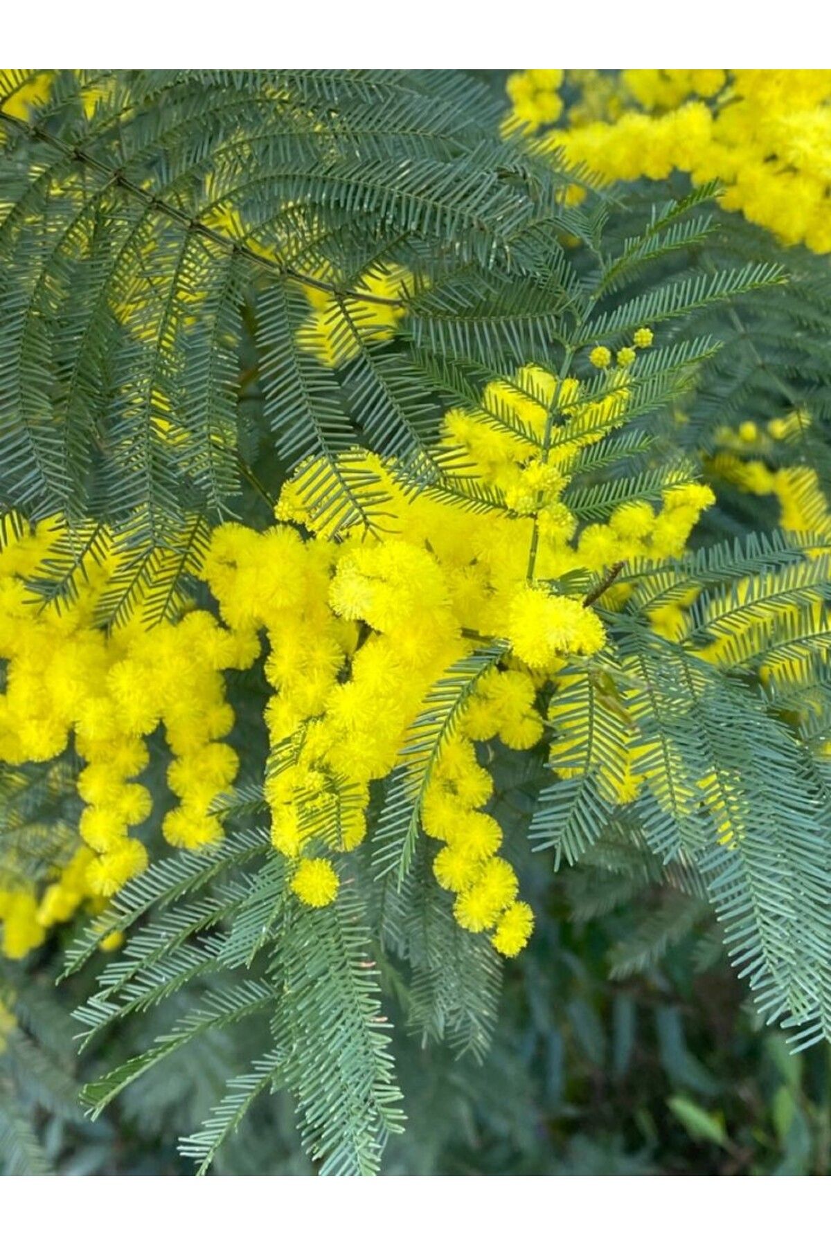 doğaşık Sarı Mimoza Fidanı Tüplü [25 50 Cm]