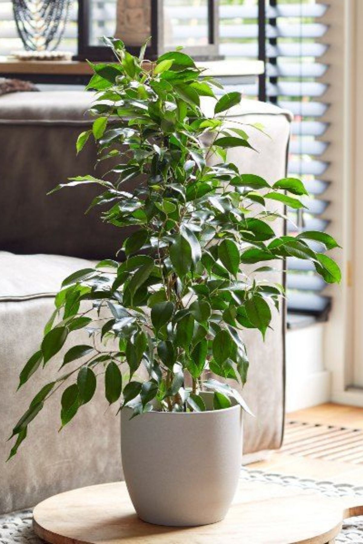 Garden Online Ficus Benjamina Daniella - Yeşil Ficus Canlı Salon Bitkisi 80 - 100 Cm