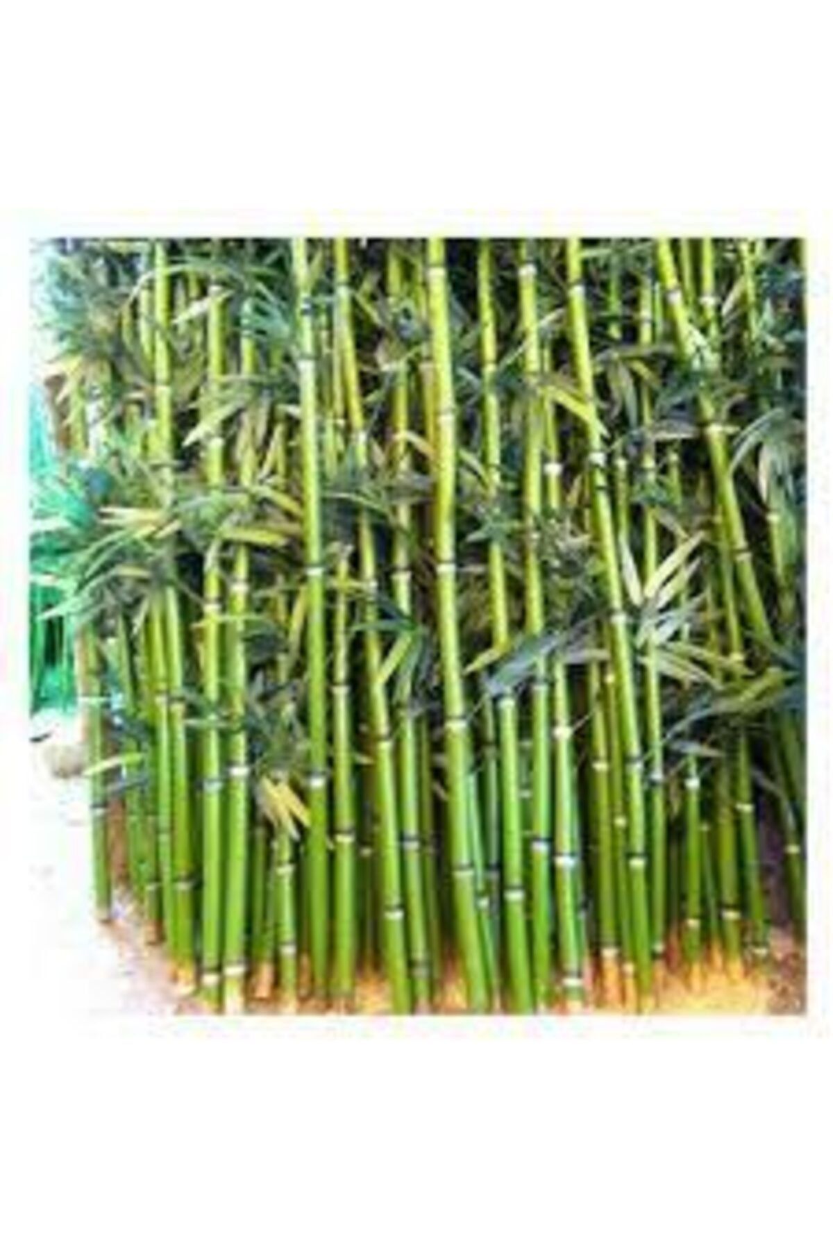 ata tohumculuk 10 Adet Yeşil Bambu Ağaç Tohumu Orjinal Moso Bambu Tohumu Saksı Toprak Sürpriz Hediye Sebze Tohumu