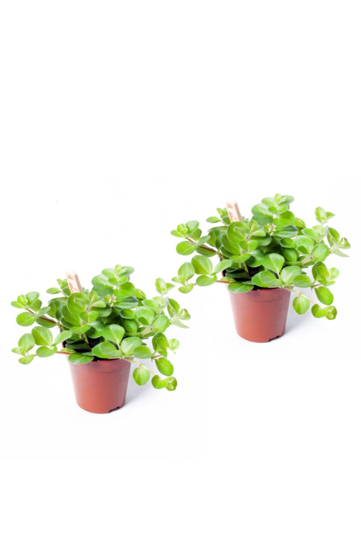 Cemre Garden Peperomia Rotundifolia - Set 2 Adet Zümrüt Dalgası Çiçeği Mini - Ev Ofis Salon Iç Mekan Bitkisi