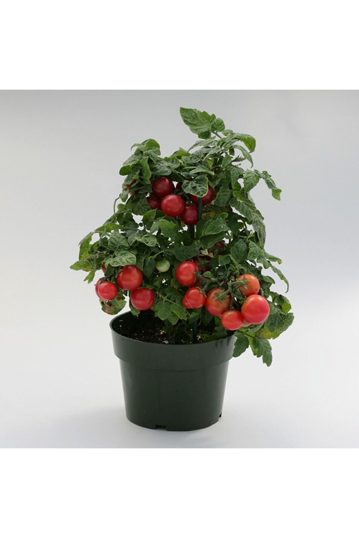 Черри дома на подоконнике