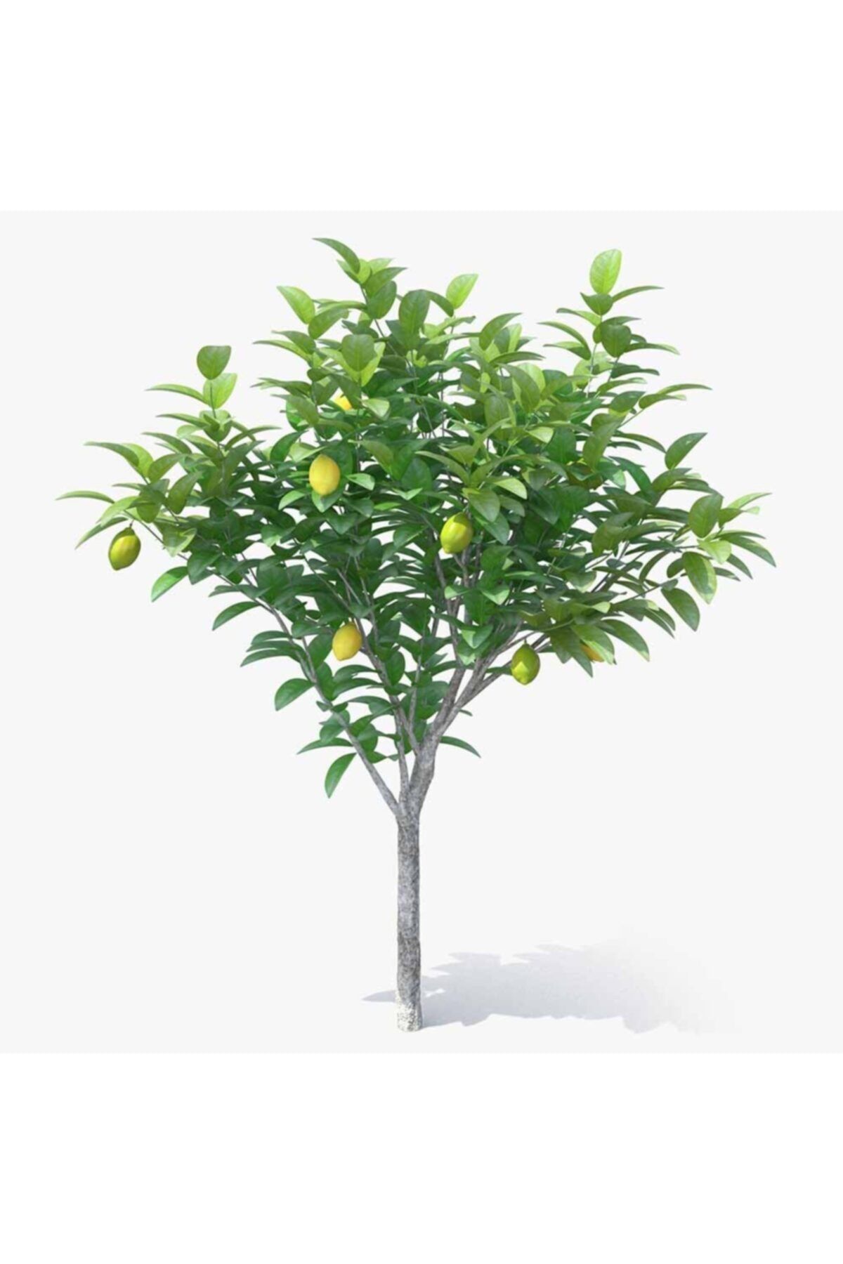 Hepsibahçemden Jumbo Saksılı Mayer Limon Fidanı Ağacı +5 Yaş