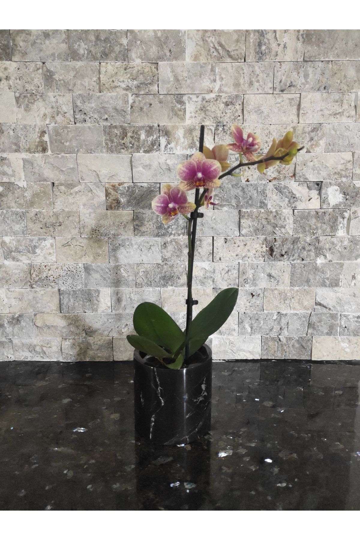 Zeybek Marble Gerçek Siyah Mermer Orkide Çiçek Kaktüs Saksısı