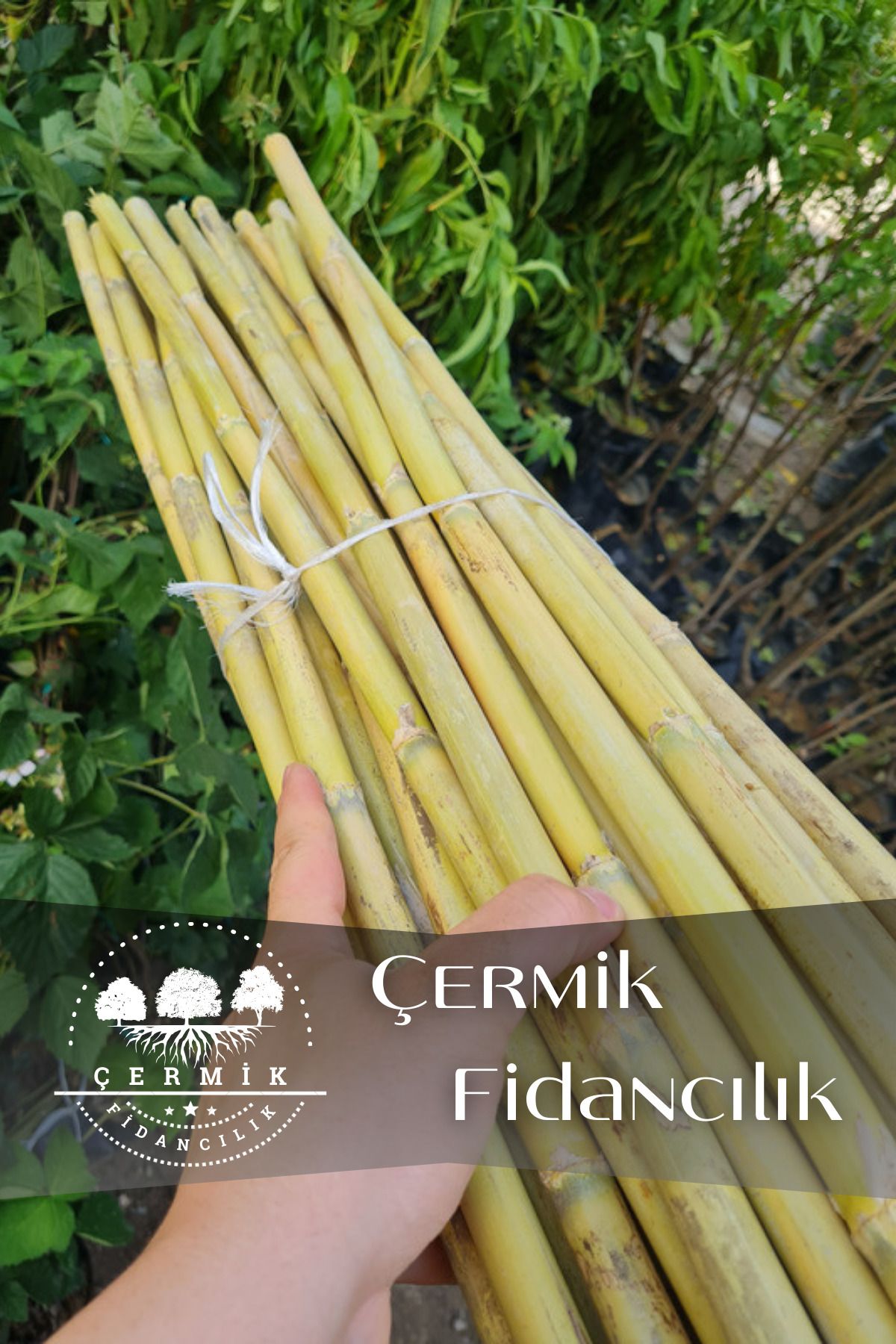 ÇERMİK FİDANCILIK Bambu Fidan Bitki Destek Çubuğu 20 Adet 170 Cm