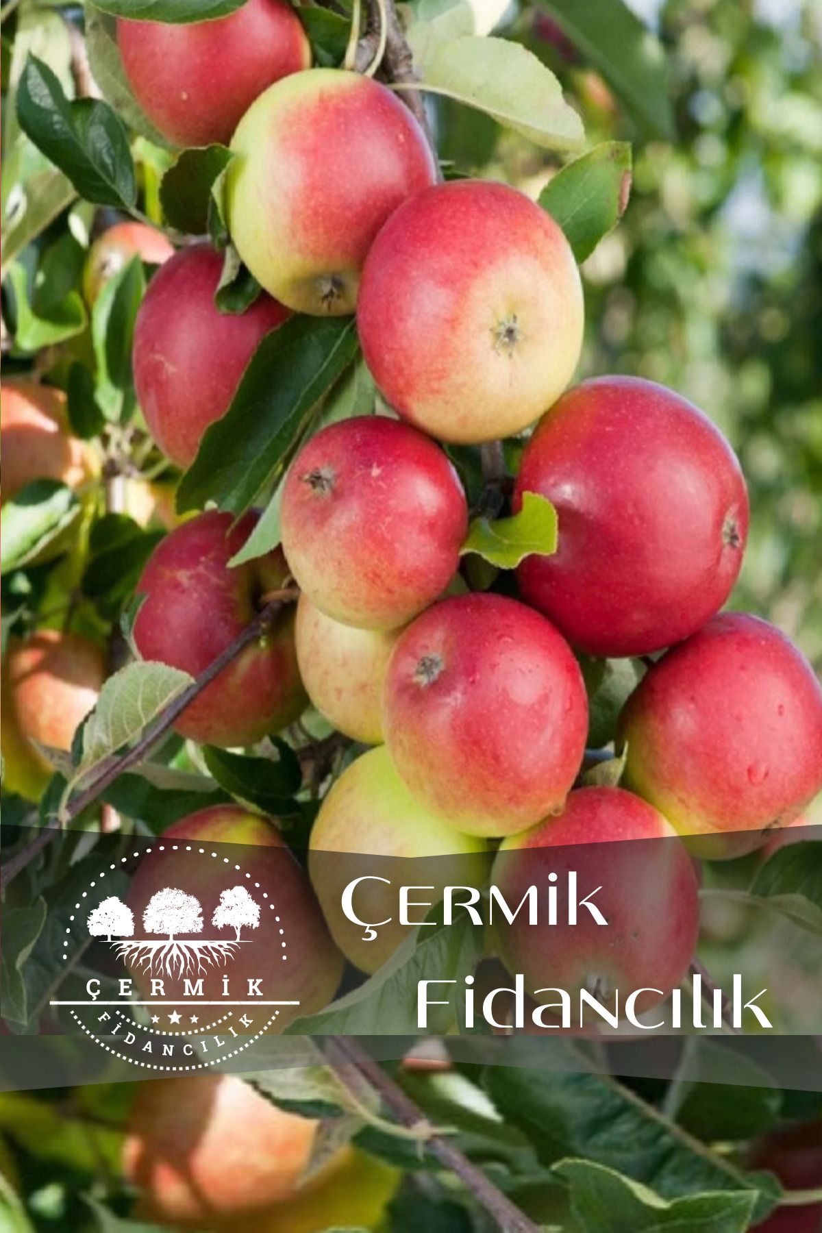 ÇERMİK FİDANCILIK Aşılı Amasya Misket Elma Fidanı 3 Yaş