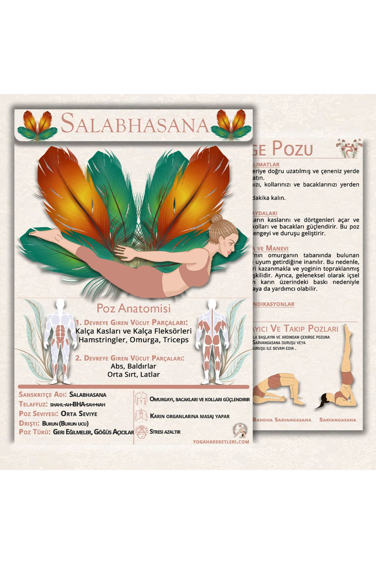 Yoga Hareketleri 60 Yoga Anatomisi Içeren Temel Kartları
