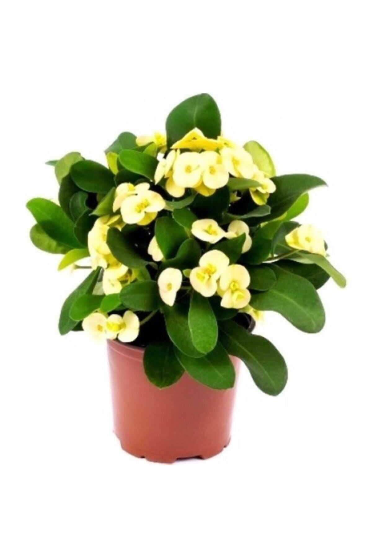 ÇİÇEKFLİX Euphorbia Milii Dikenler Tacı Çiçekli Sarı Kaktüs 1.kalite Özel Ürün