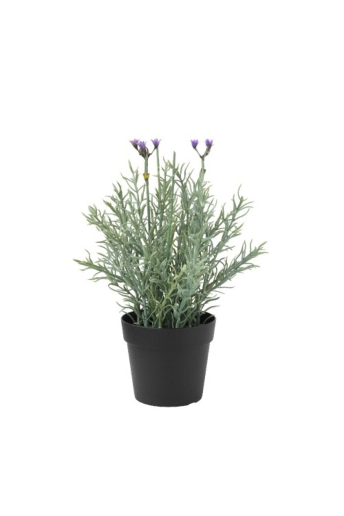 ASES 5 Adet Lavanta Çiçeği Fidanı (LAVANDULA OFFİCİNALİS) Fidanı 30-40 Cm