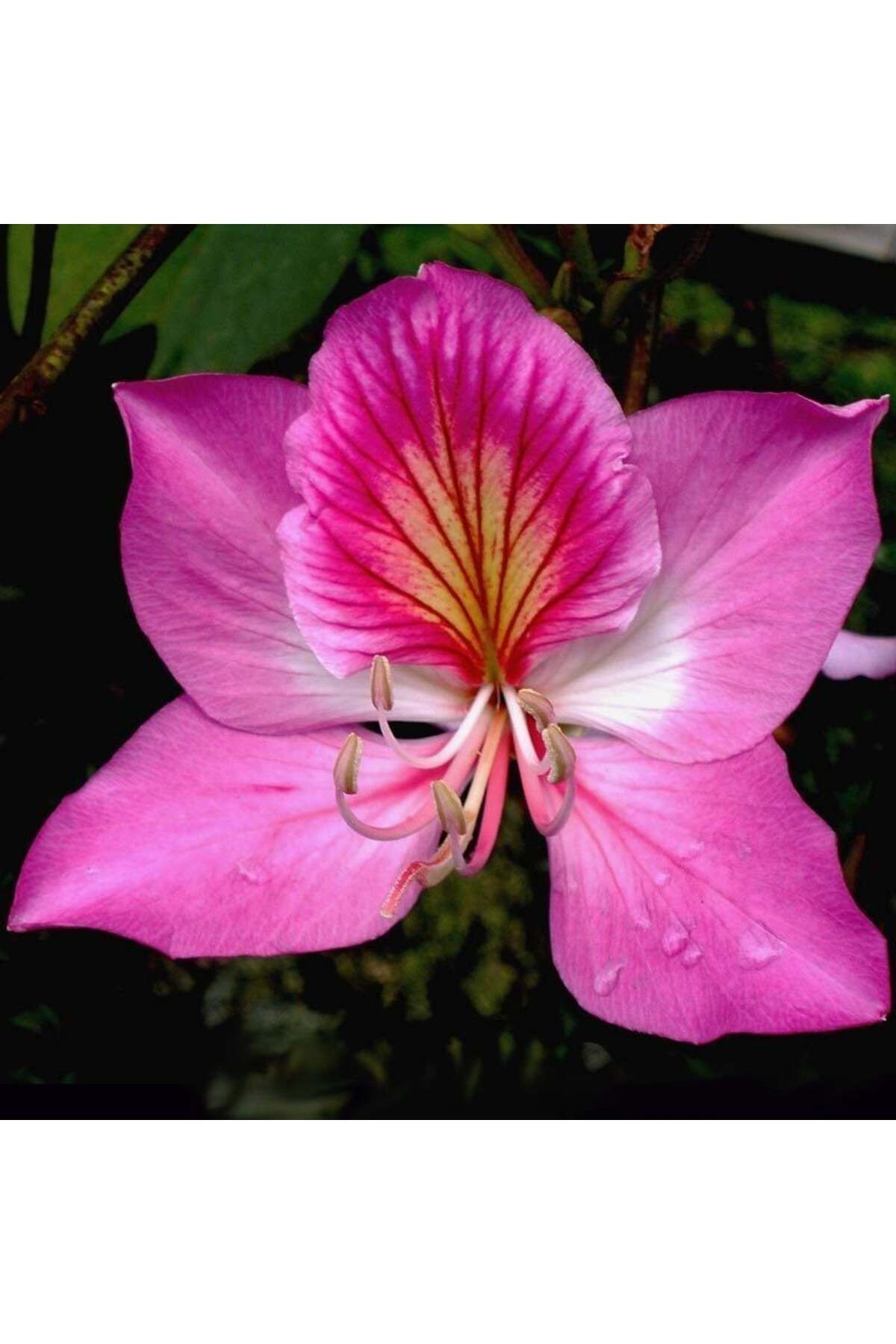 ZENGARDEN EV VE BAHÇE Pembe orkide ağacı tohumu bauhinia variegata