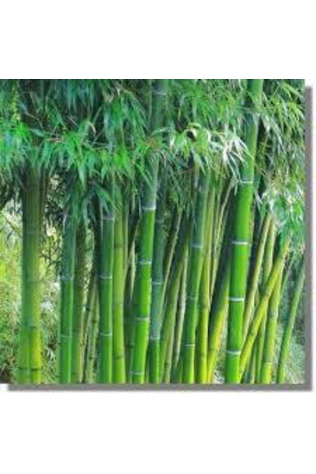ata tohumculuk 5 Adet Yeşil Bambu Ağaç Tohumu Orjinal Moso Bambu Tohumu Saksı Toprak Sürpriz Hediye Sebze Tohumu