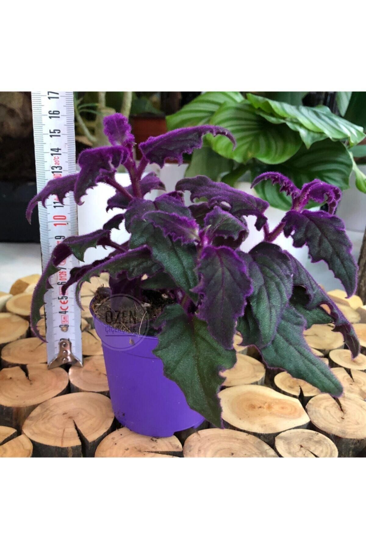 Özen Çiçekçilik Gynura Aurantiaca Plant Doğal Kadife Pembe Yaprak Ev Ofis Bitkisi