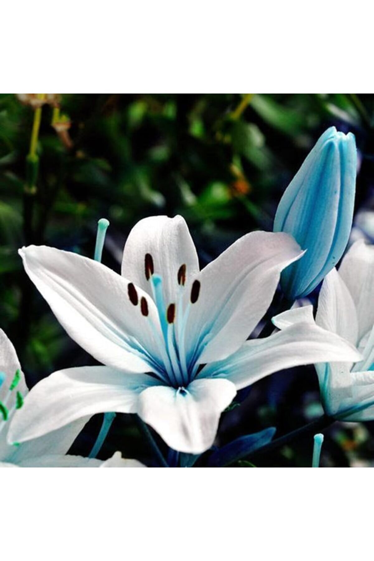 LOBELYA TOHUMCULUK Beyaz-Mavi Renkli Zambak Çiçeği Soğanı 3 Adet