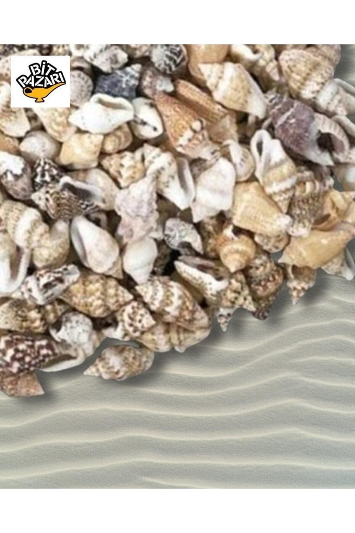 Aker Hediyelik Ucuz 100 Adet Natural Minik Deniz Kabukları Nassa Shell ( Boyut ; 0,60 - 1,5 Cm )