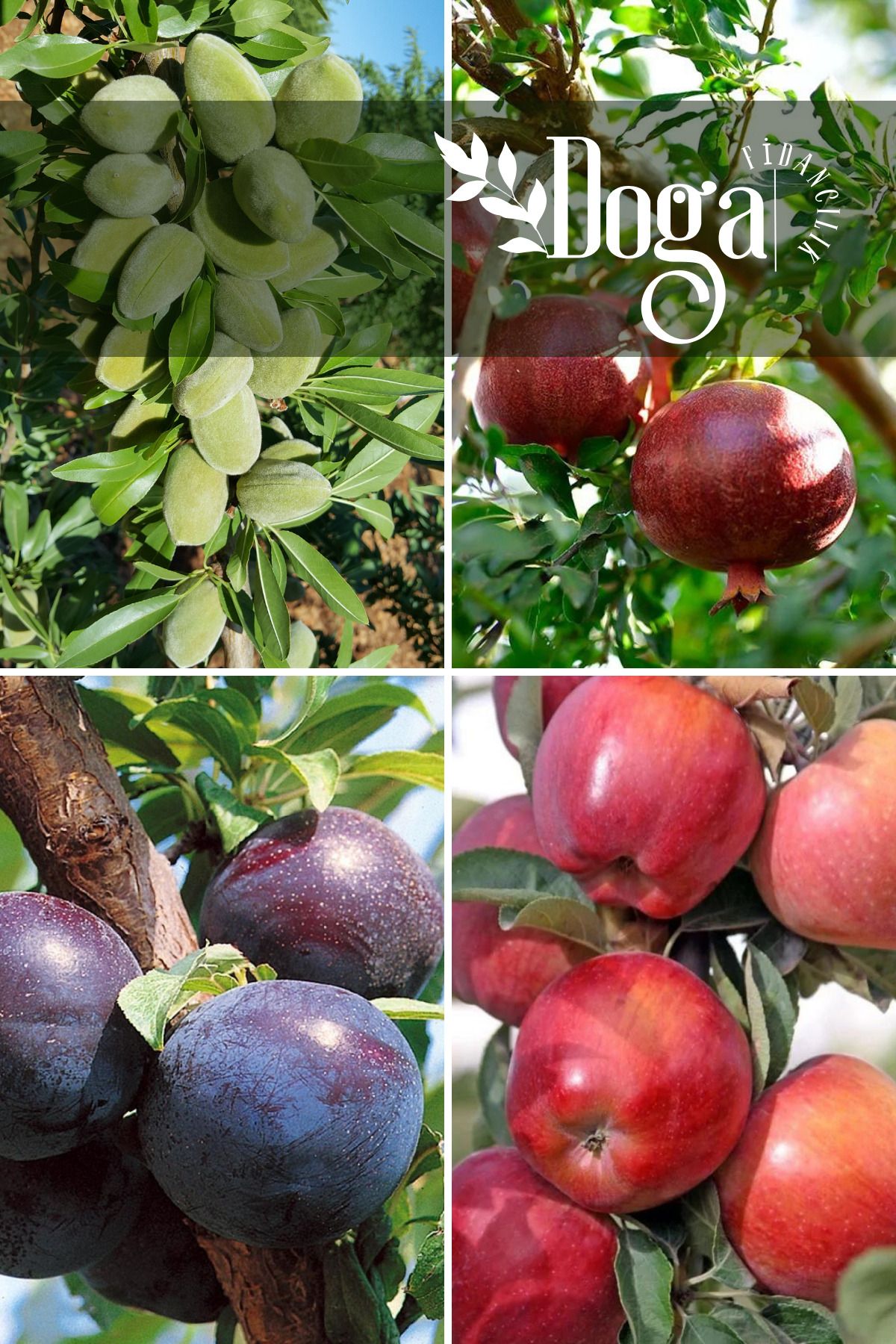 DOĞA FİDANCILIK 4 lü Karışık Meyve Fidanı Badem, Nar , Kara Erik ve Kırmızı Elma
