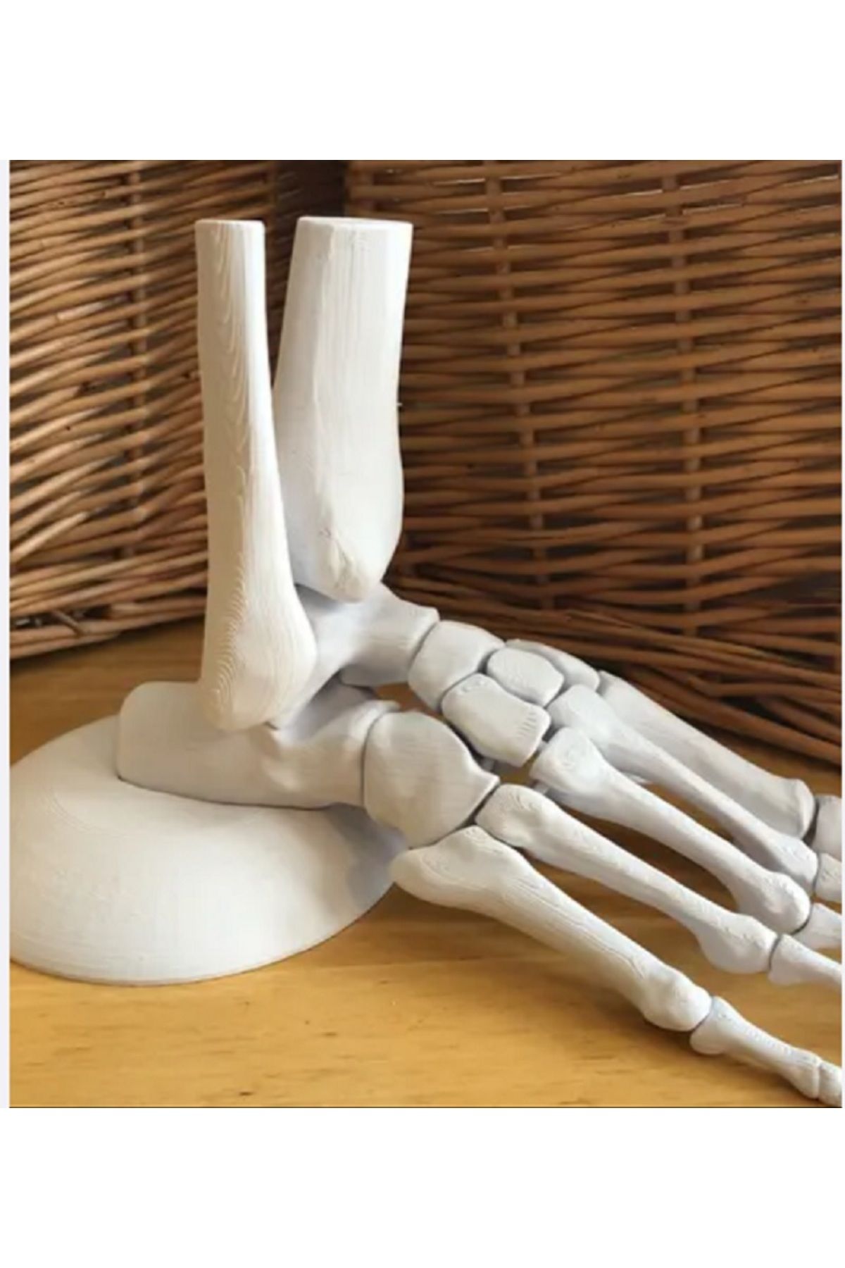 PODOLYA anatomik olarak doğru insan ayağı modeli