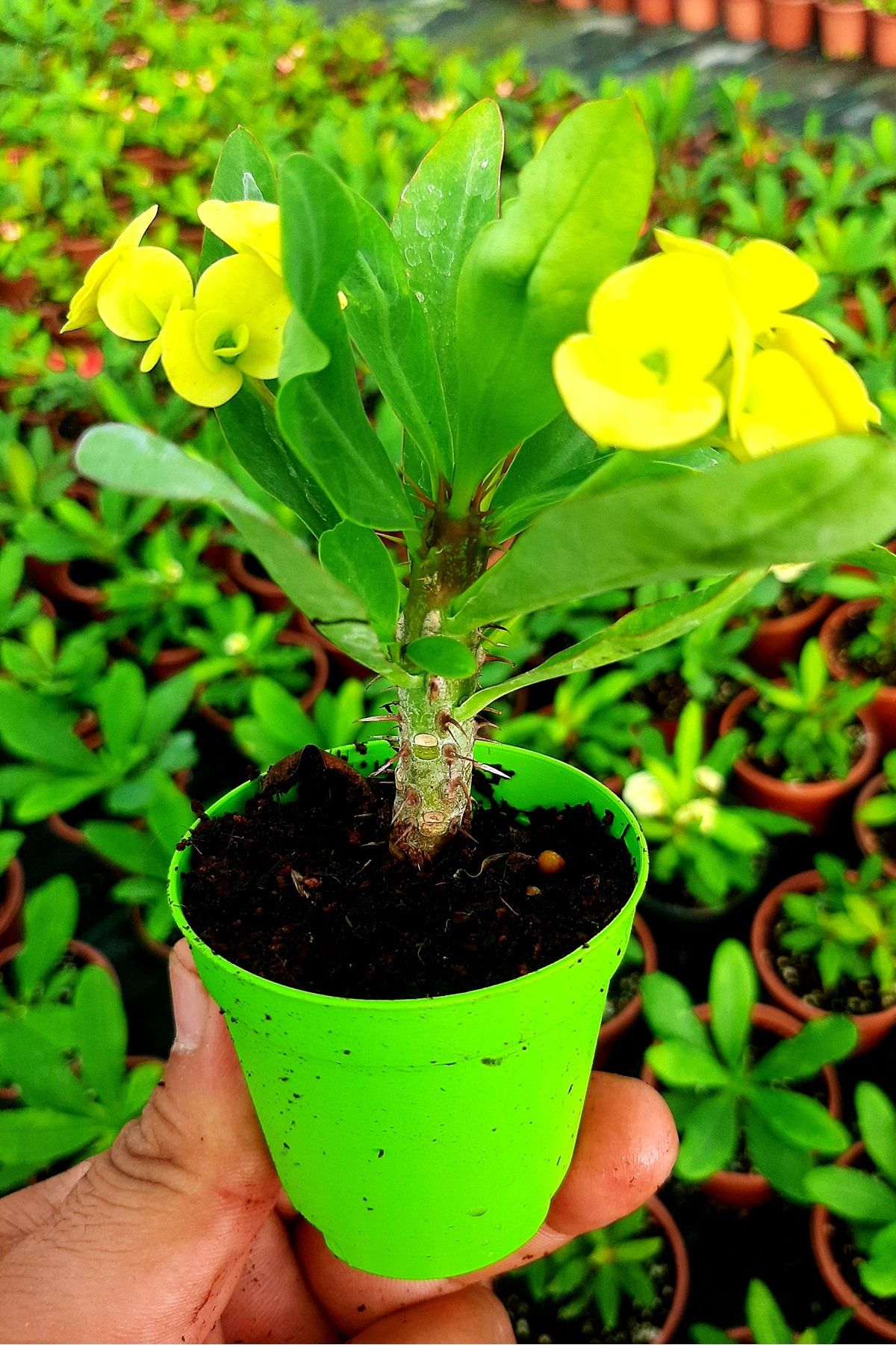 Bitkim Sende Videolu Sarı Çiçekli Milli Dikenler Tacı (10 45 Cm) Saksılı Canlı Kaktüs Euphorbia