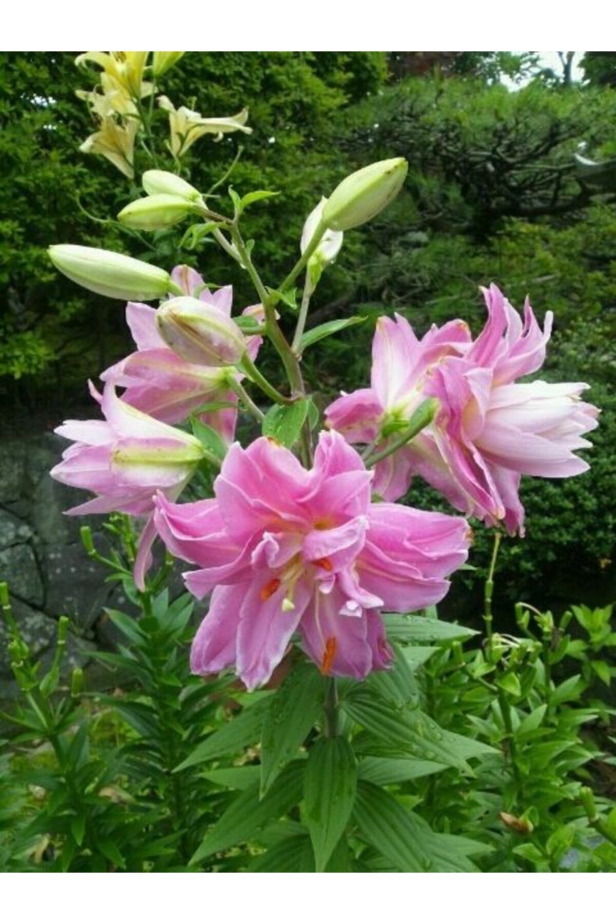 LOBELYA TOHUMCULUK 3 Adet Pink Katlı Zambak Çiçeği Soğanı Kokulu