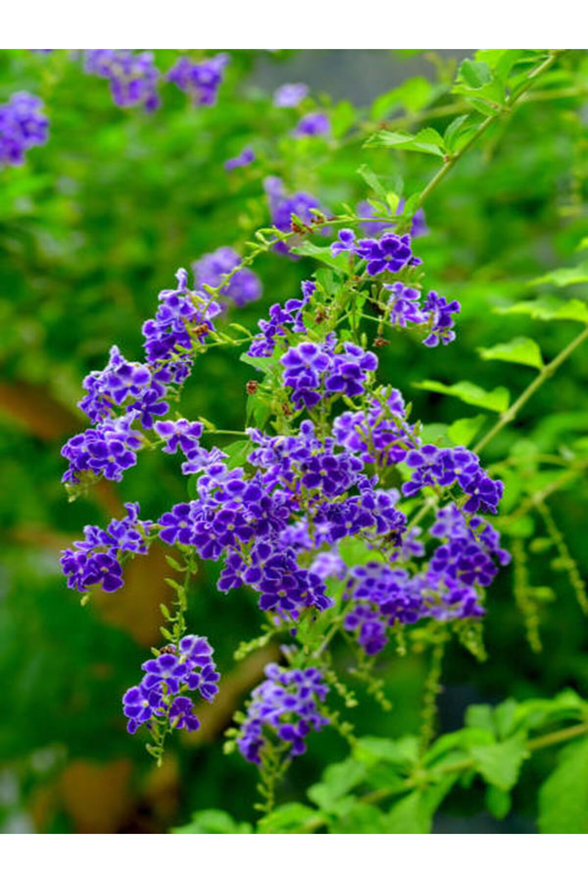 Bitkim Sende Videolu 1 Adet Ağaç Menekşesi Fidanı Saksılı 65-125cm (JAPANESE TREE LİLAC)