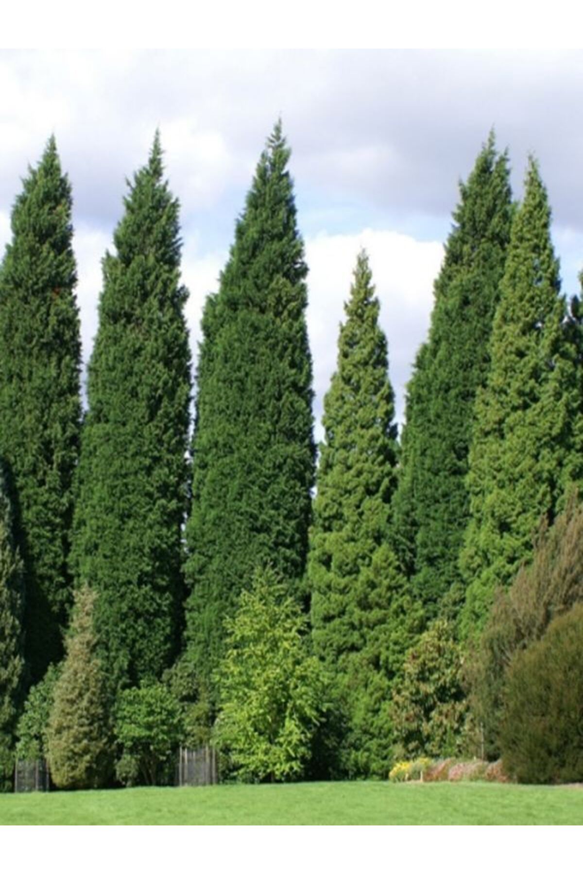 Bitkim Sende 1 Adet Leylandi Çam Ağacı Fidanı 30-60CM SAKSILI\TÜPLÜ (Leyland Cypress Sapling)