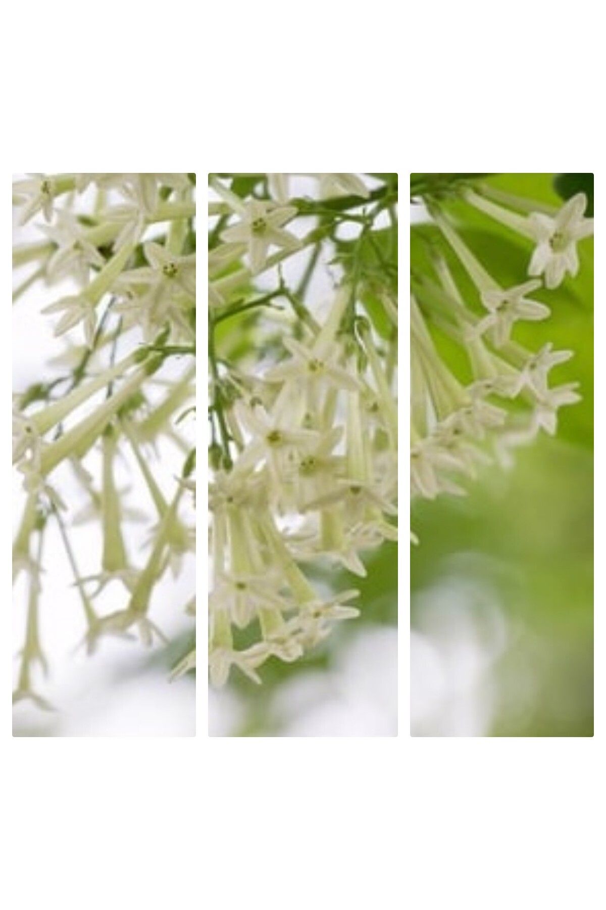 Bitkim Sende Videolu Melisa Çiçeği Fidanı Parfüm Çiçeği 15-30 Cm Tüplü Dış Mekan Ağaçları (CESTRUM NOCTURNUM)