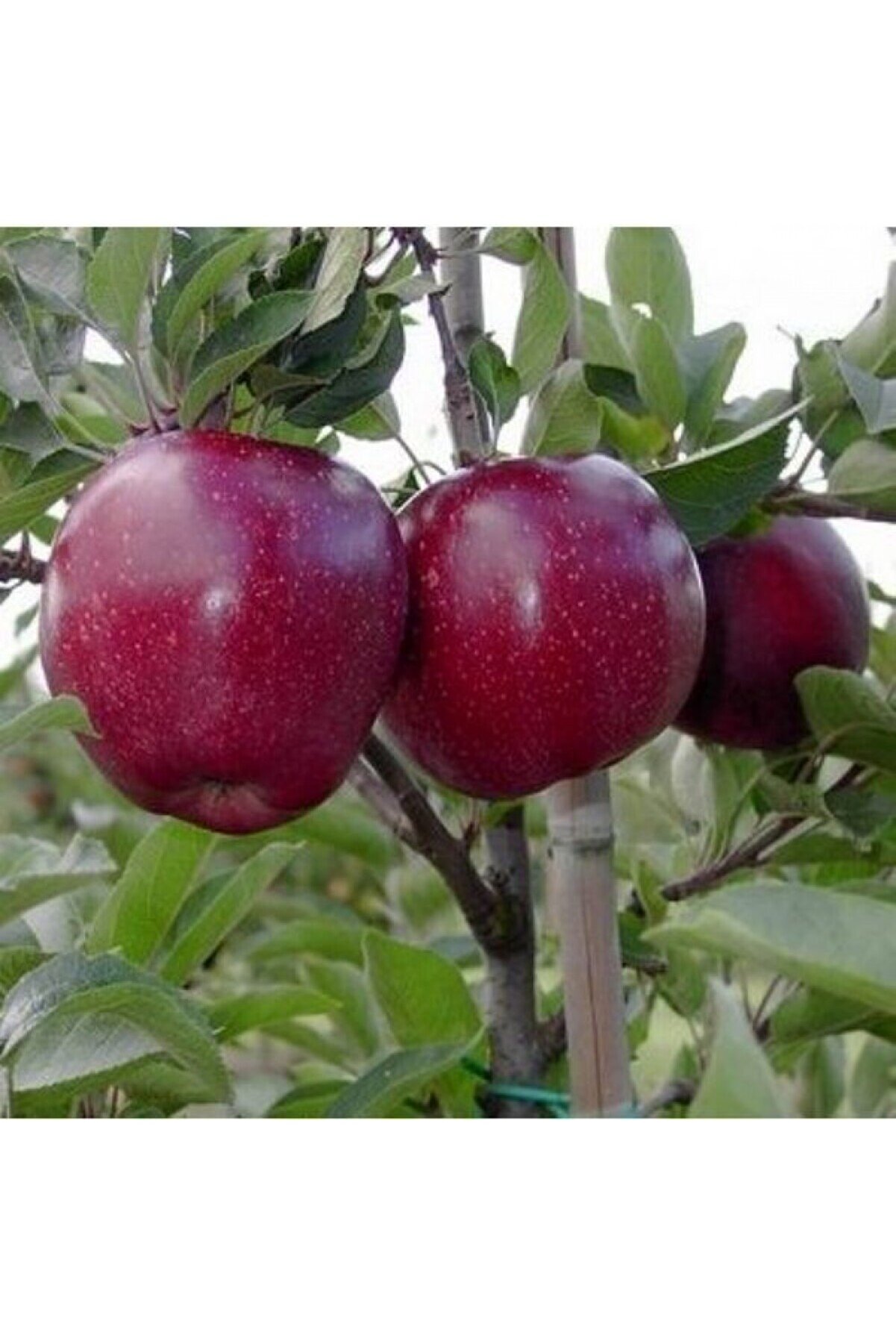 Яблоня ред чиф. Сорта яблок ред чиф. Яблоня ред чиф саженцы. Сорта яблок ред чиф. Яблоня ред чиф.