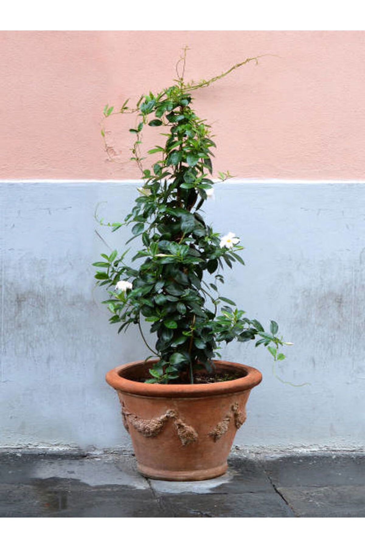 serada decor plant Videolu Yasemin Sarmaşık Beyaz Çiçekli (110 150 CM) 1 Adet Saksılı Dış Mekan Bitkisi Jasminum
