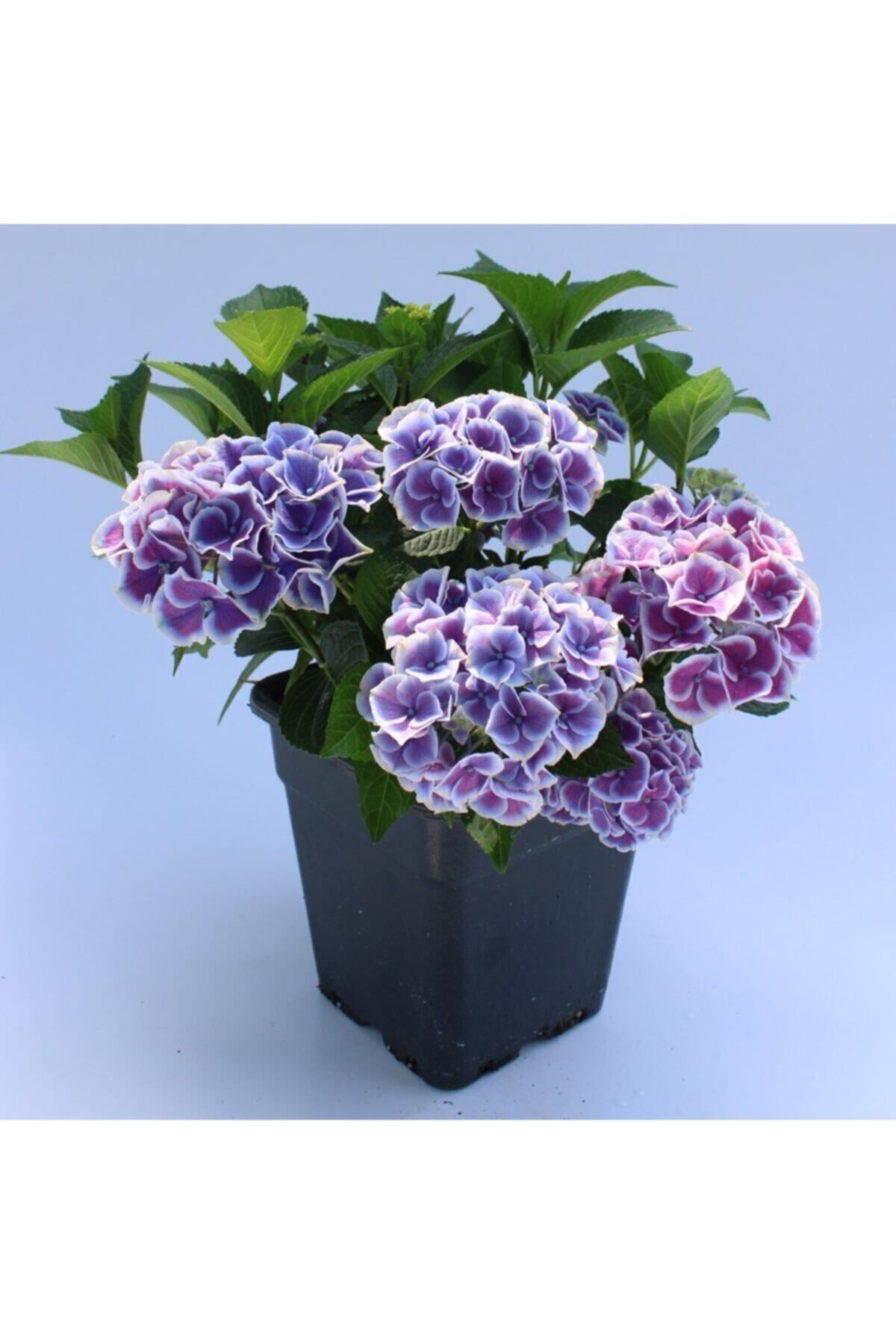 Bitkim Sende Videolu Ithal Mavi Tivoli Ortanca Çiçeği Fidanı 25-45 Cm Saksılı Çiçekli Bodur Blue Hydreangea