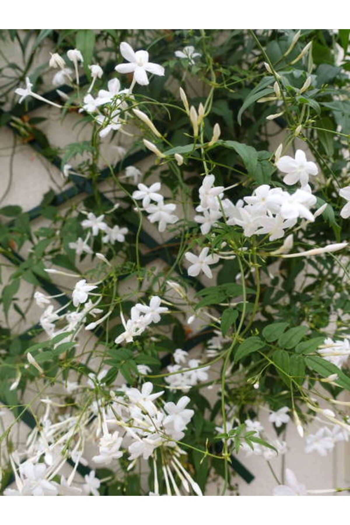 serada decor plant Arap Yasemini Beyaz Çiçekli (100 150 Cm)1 Adet Saksılı Dış Mekan Bitkisi White Jasmine
