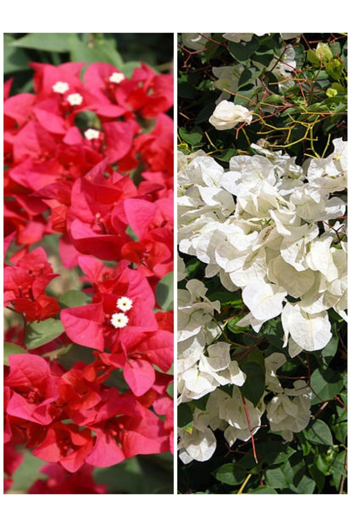 serada decor plant Videolu Begonvil Sarmaşık Kırmızı Beyaz Çiçekli (30 50 CM)2 Adet Saksılı Balkon Çiçeği Bougainvillea
