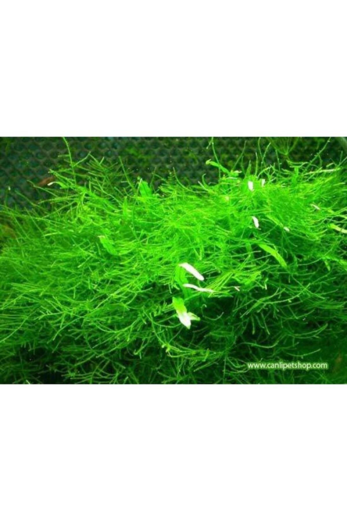Genel Markalar Akvaryum Bitkileri Moss " Java Moss " 1 Paket