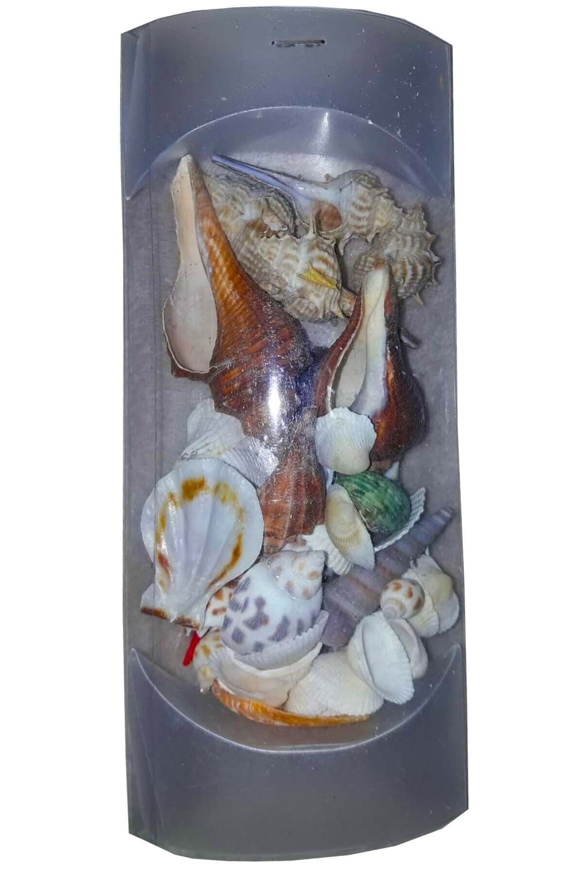İnşirah Concept Karışık Deniz Kabuğu Dekor Süsleme Sanatsal Aktivite Paket Deniz Kabukları (paket Boyutu :20x9 Cm)