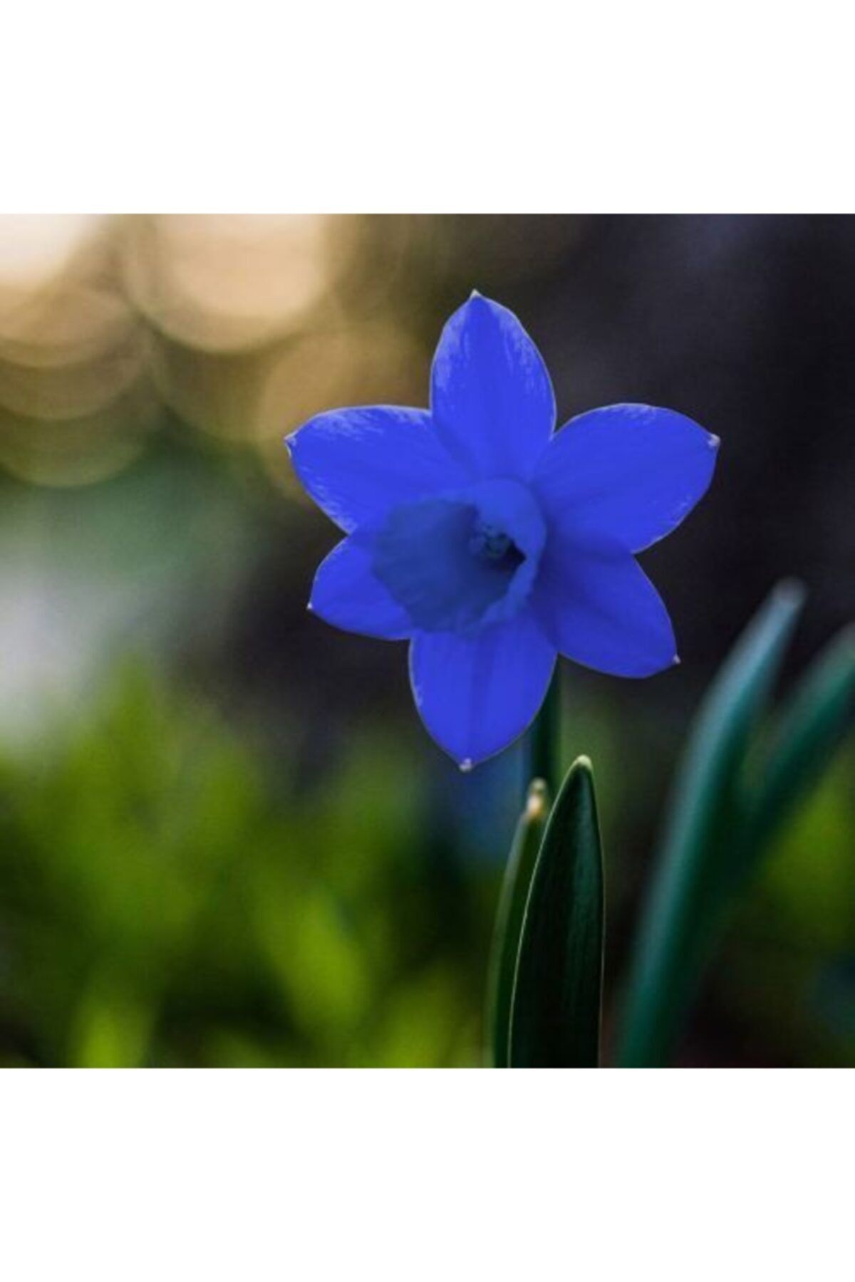 LOBELYA TOHUMCULUK 4 Adet Mavi Renkli Nergis Çiçeği Soğanı Kokulu