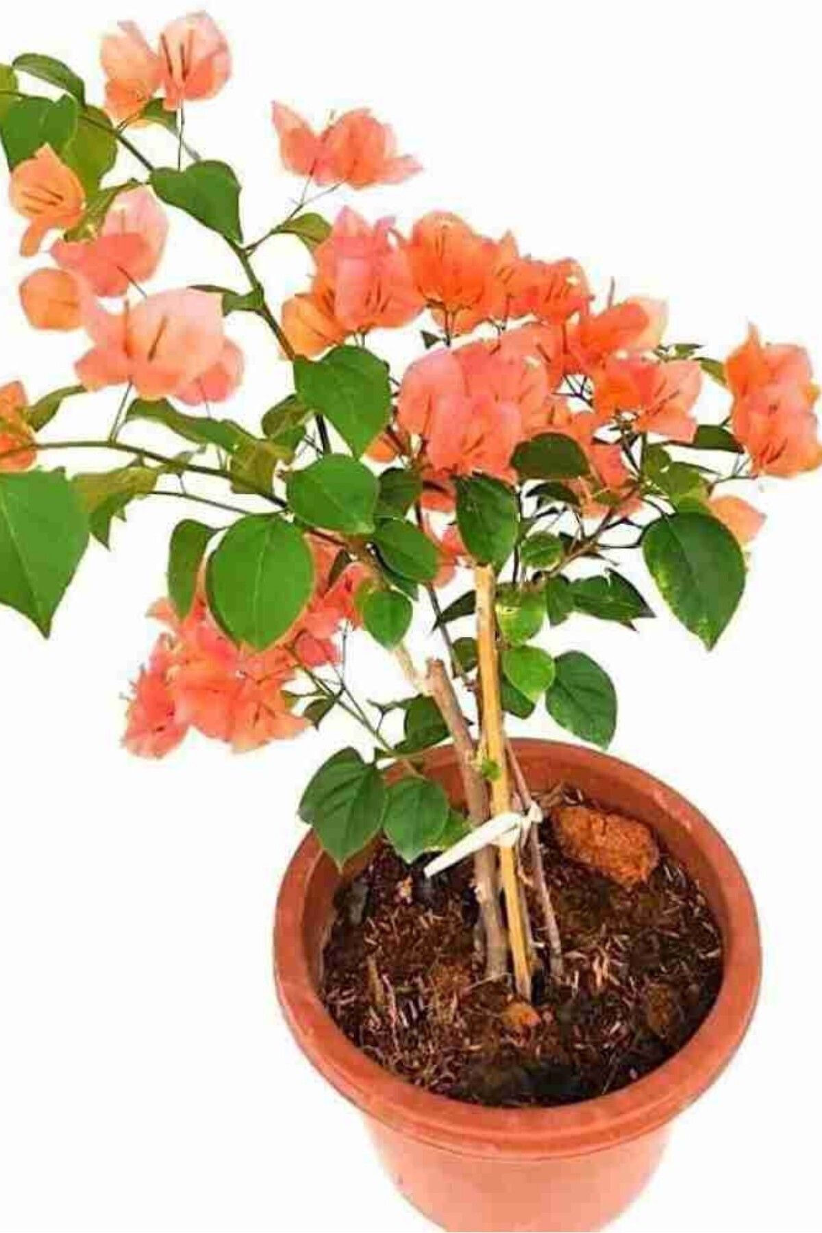 ÇİÇEKFLİX Begonvil fidesi turuncu 20-25cm minik dikime hazır/suan çiçeksizdir