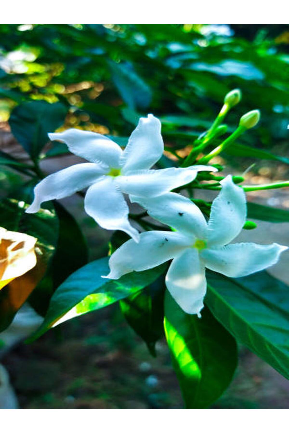 Bitkim Sende Videolu Şahane Kokulu 1 Adet Beyaz Ful Yasemin Fidanı 60-120cm Saksılı (white Jasmine)