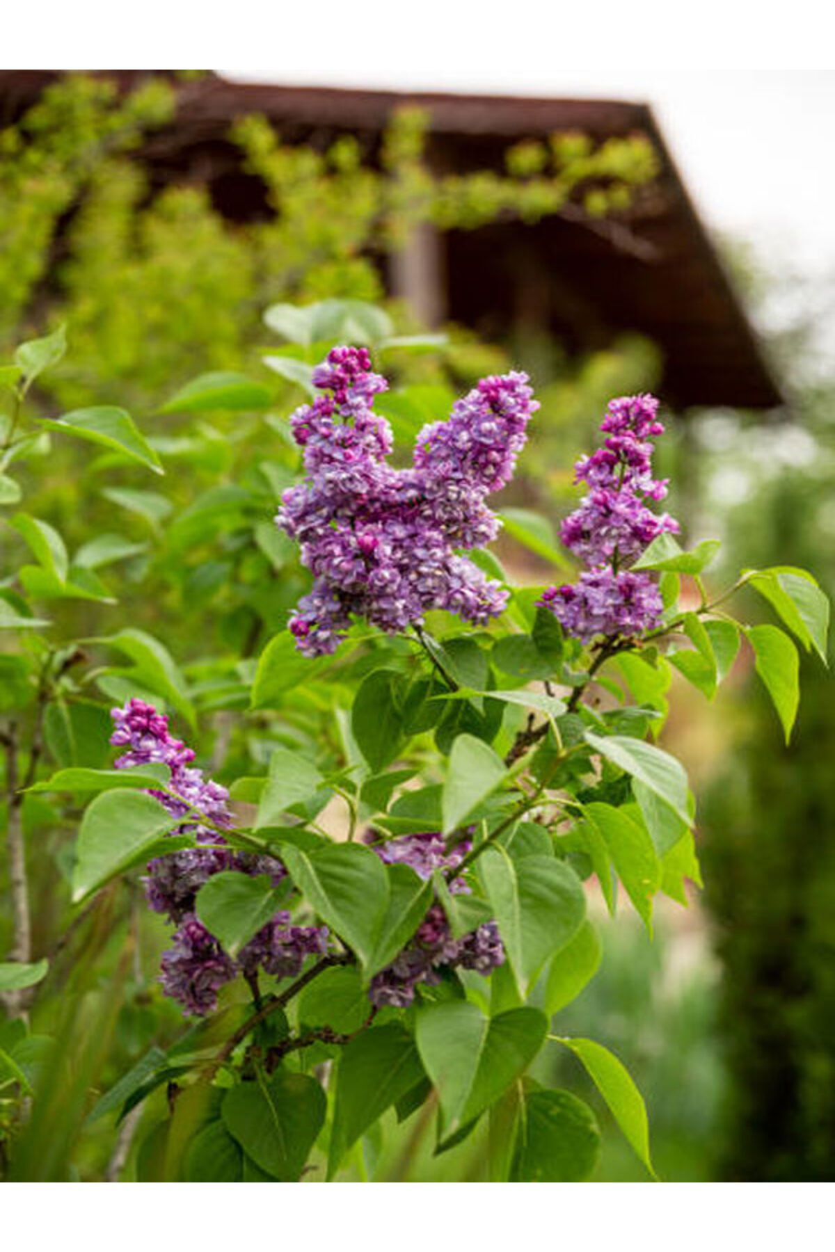 Bitkim Sende Videolu Mis Kokulu Mor Leylak Çiçeği Fidanı 1 Adet Saksılı 50-70 Cm Bahçe Bitkisi ( Lilac)