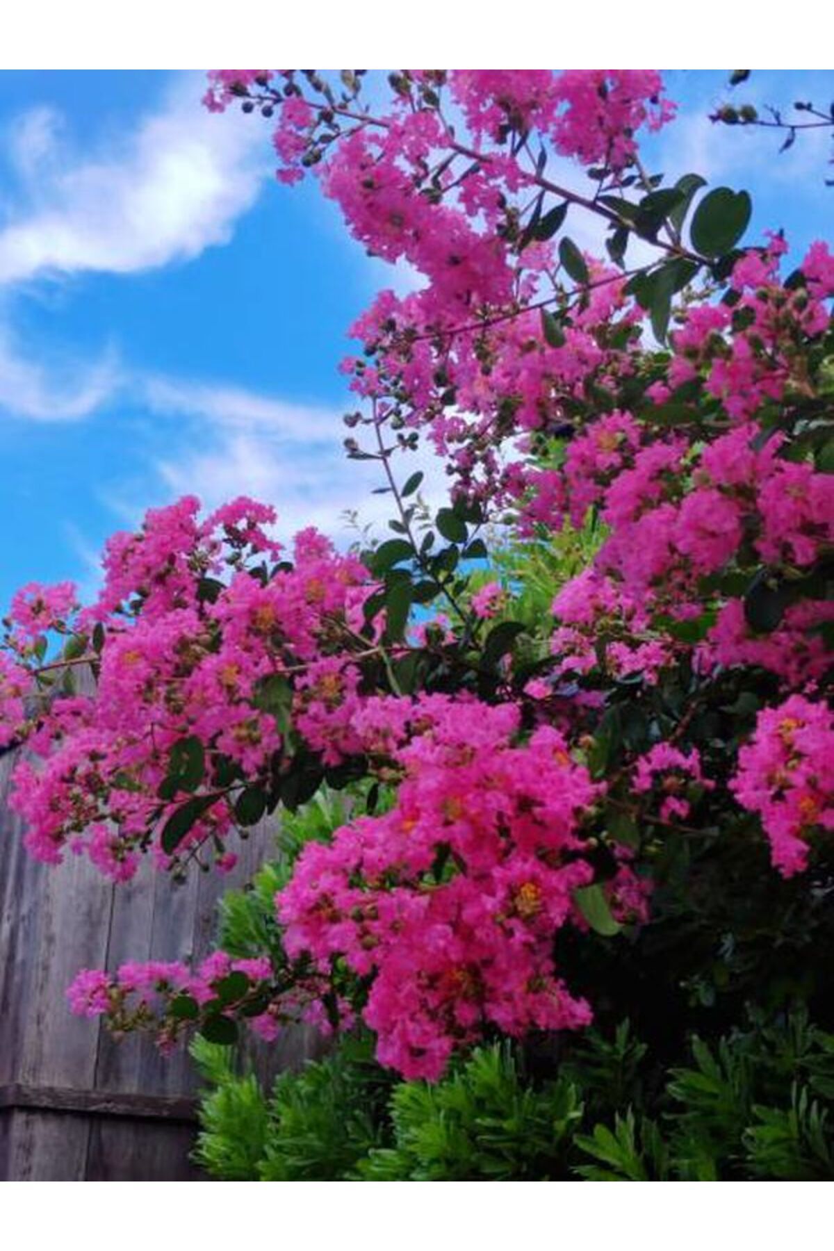 serada decor plant Videolu Pembe Çiçekli Oya Ağacı Fıdanı (30 60 CM)1 Adet Saksılı Dış Meka Lagerstroemia Indica
