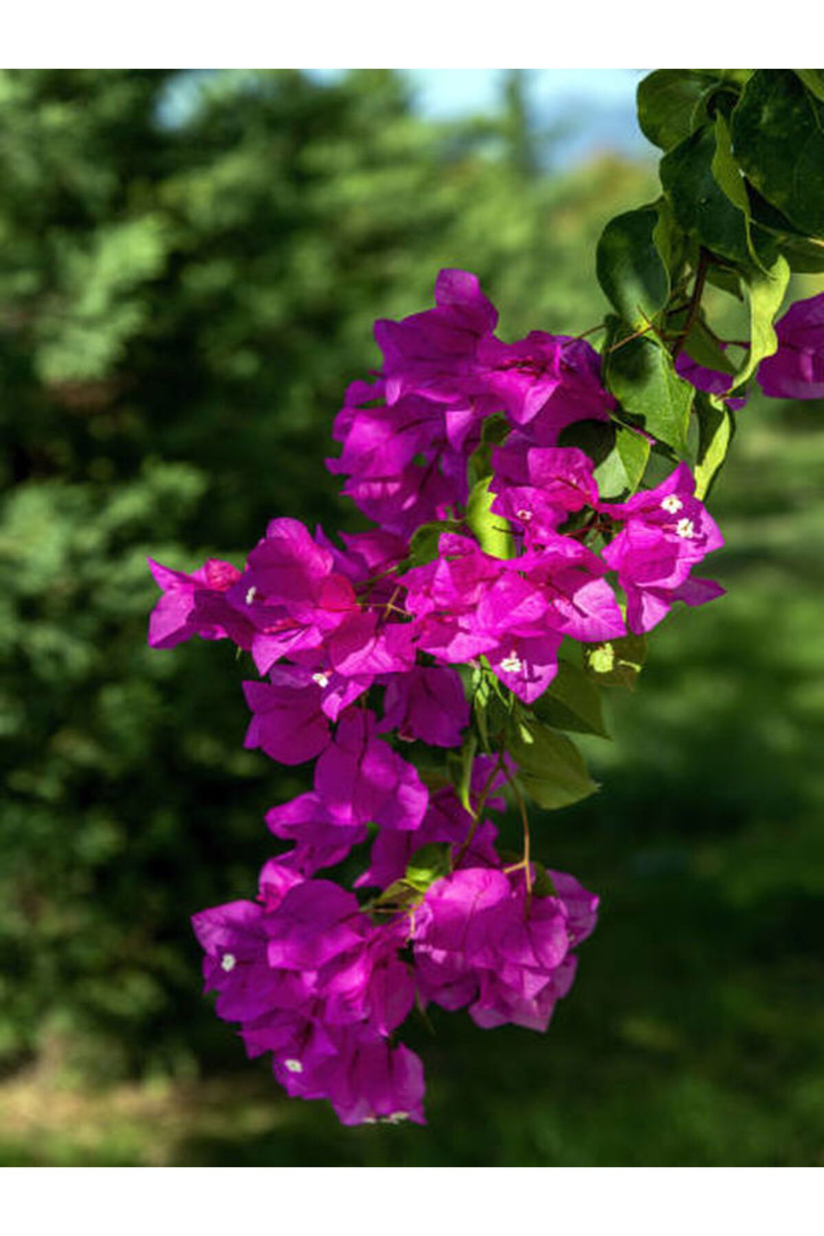 Bitkim Sende Videolu Fuşya Begonvil Çiçeği Fidanı 30-45 Cm Saksılı Çiçekli Bodur Bitkiler Bougainvillea