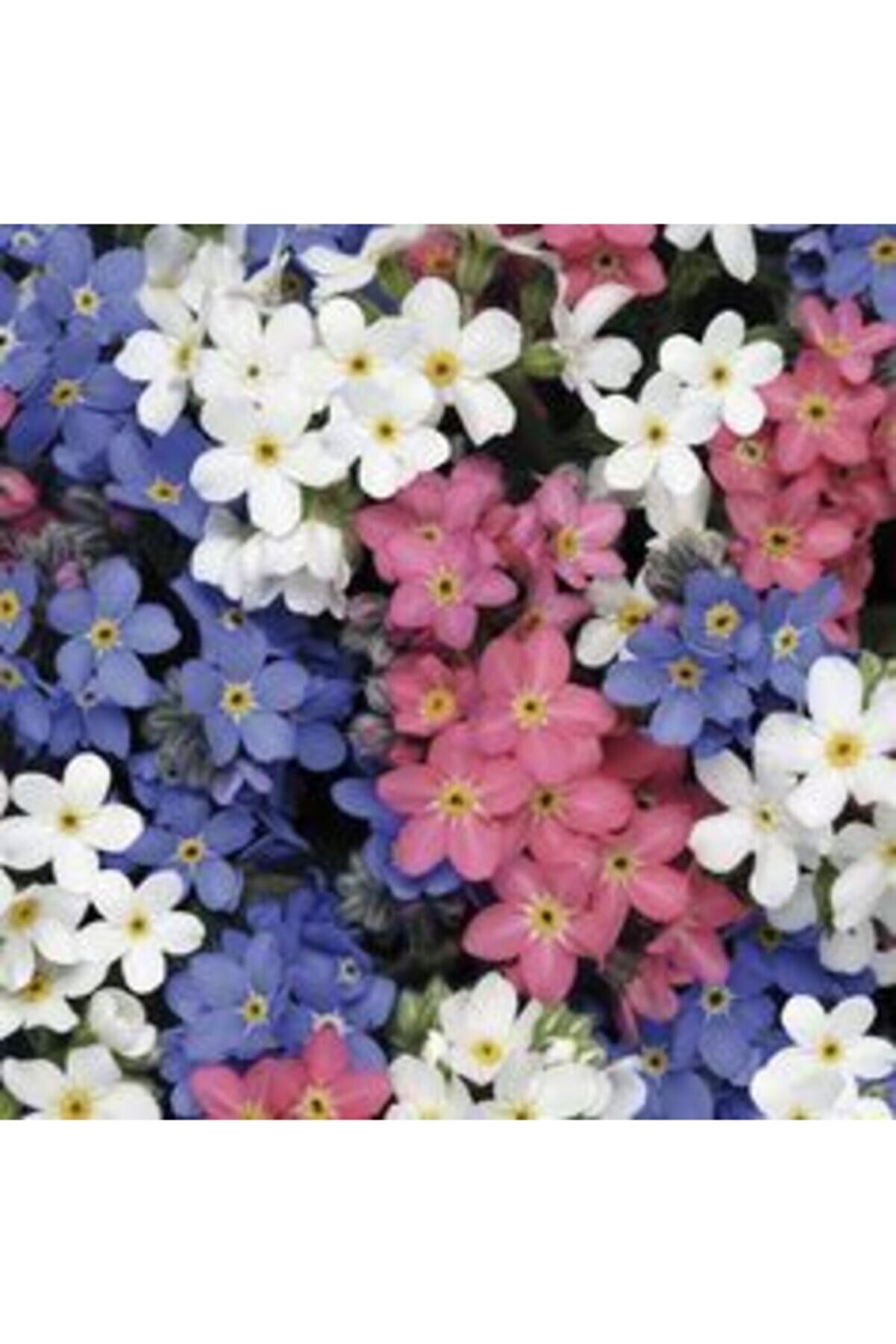 LOBELYA TOHUMCULUK 10 Adet Karışık Renkli Unutma Beni Çiçeği Tohumu