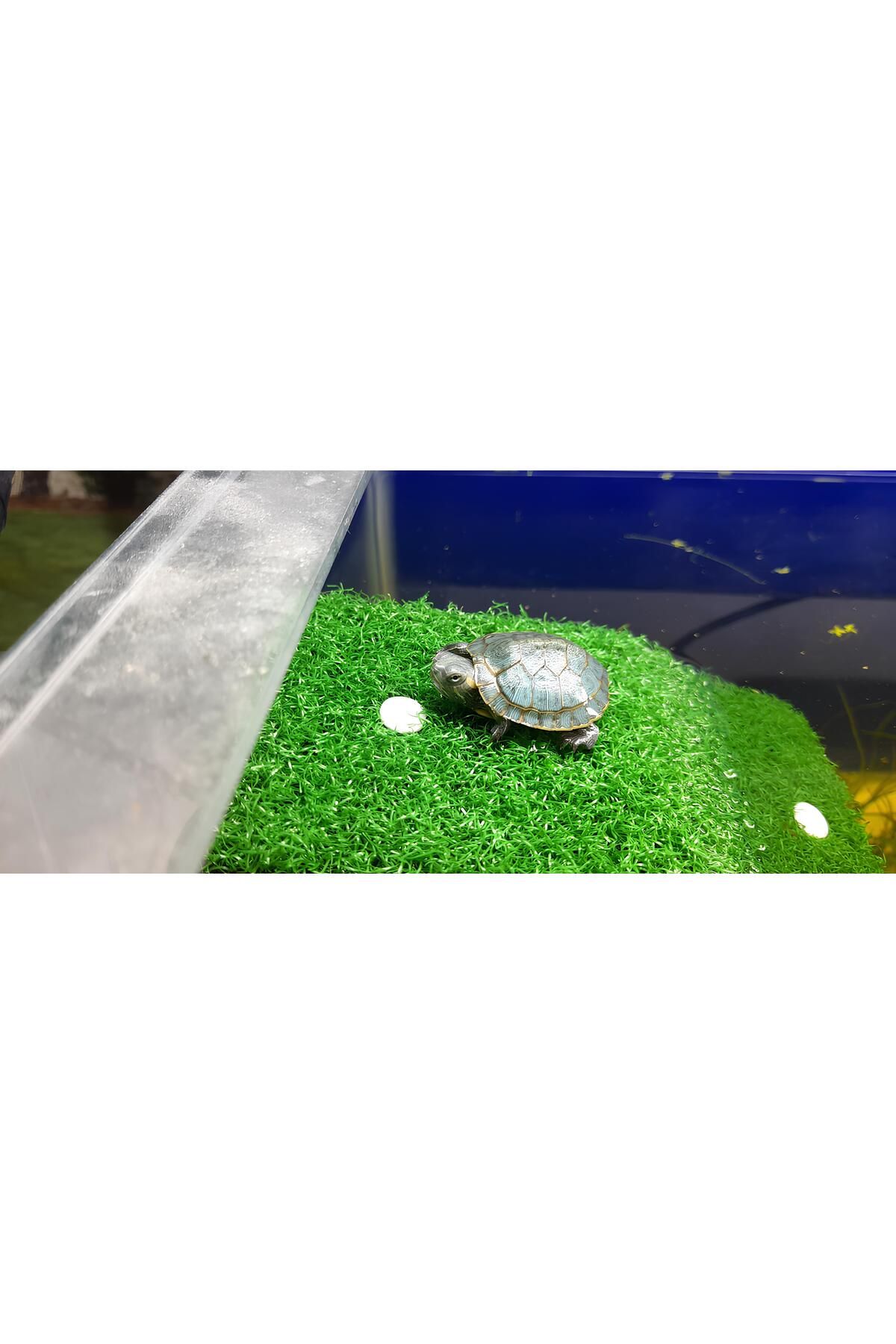 Sega Pet Kaplumbağa Akvaryumu Tırmanma Platformu 20*8 Cm Büyük Boy Plastik Vantuzlu Kaplumbağa Rampası Adası
