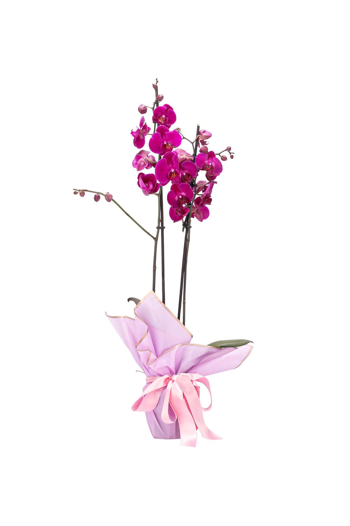 sakura flowers Premium İthal 80 cm Çift Dal Mor Orkide Tasarım