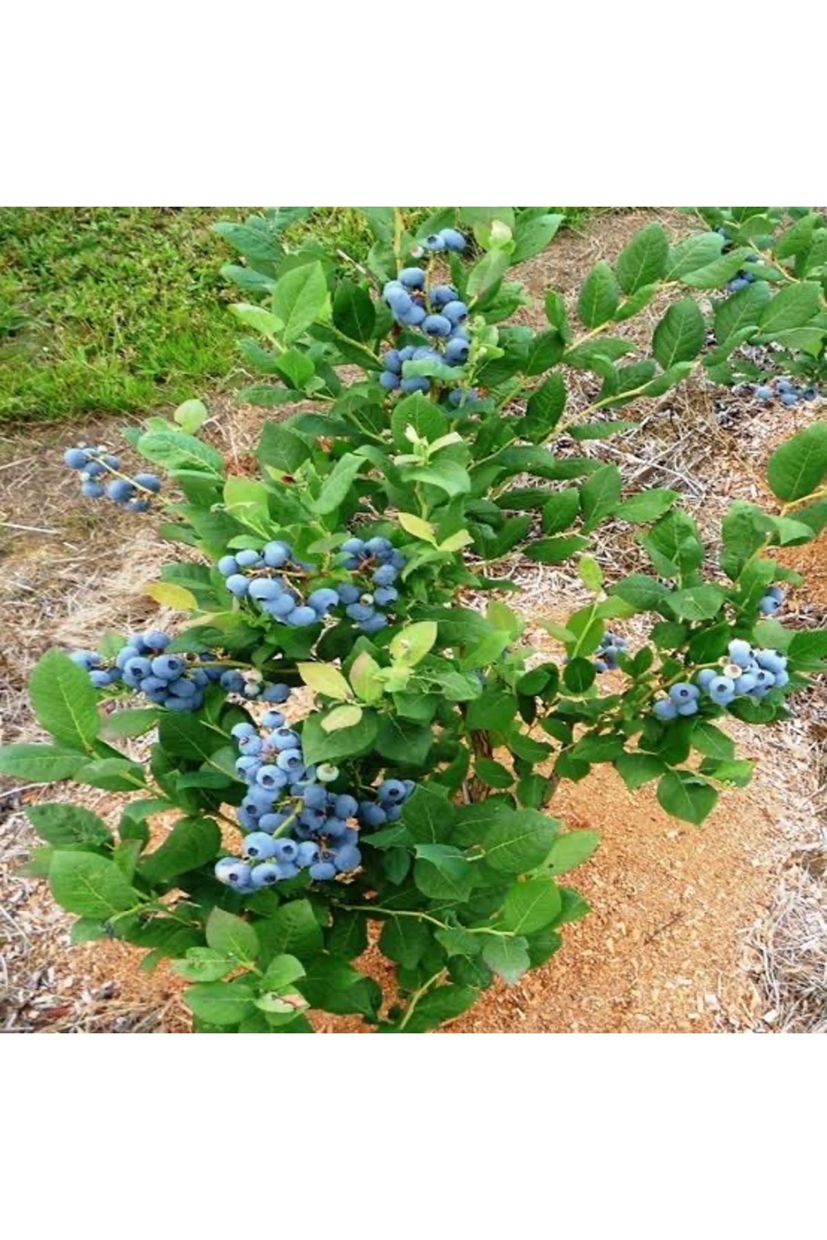 GojiberryTürkiye Yaban mersini blueberry 4 yaş 2 yıldır meyve veren ağaçlarımız