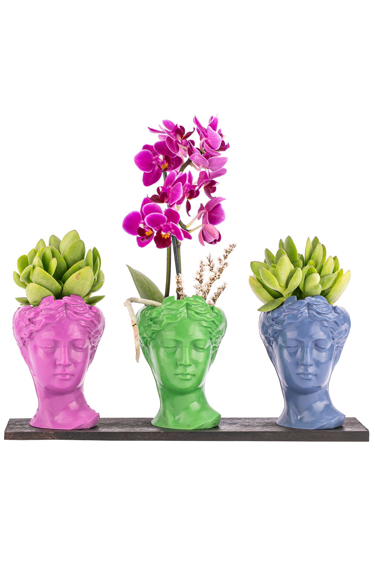 sakura flowers Trio Mini Helen Sukulent ve Tek Dal Orkide Tasarım / Fuşya - Açık Yeşil - Azur Mavi Colors